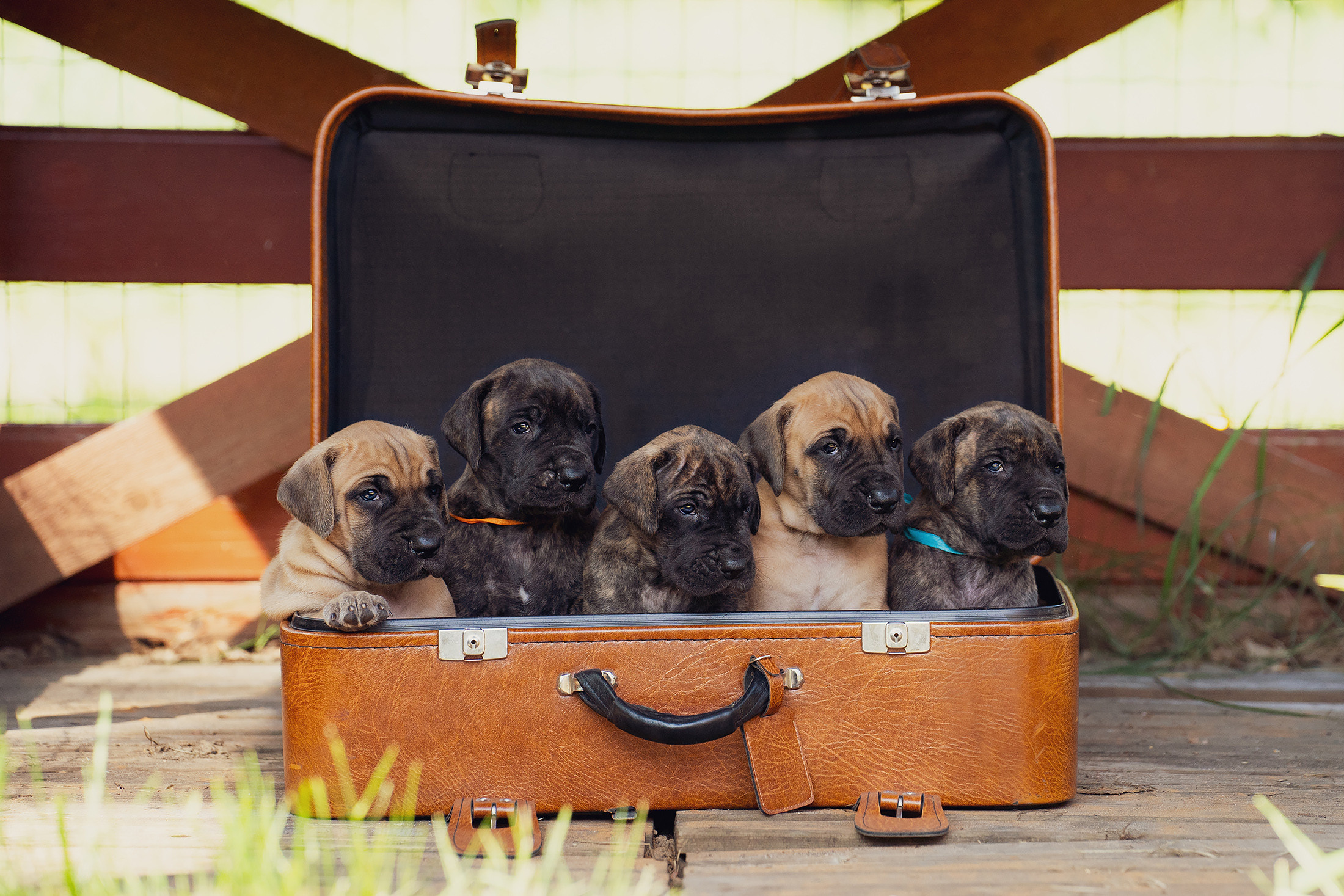 Koirien, kissojen, hevostenkuvaus