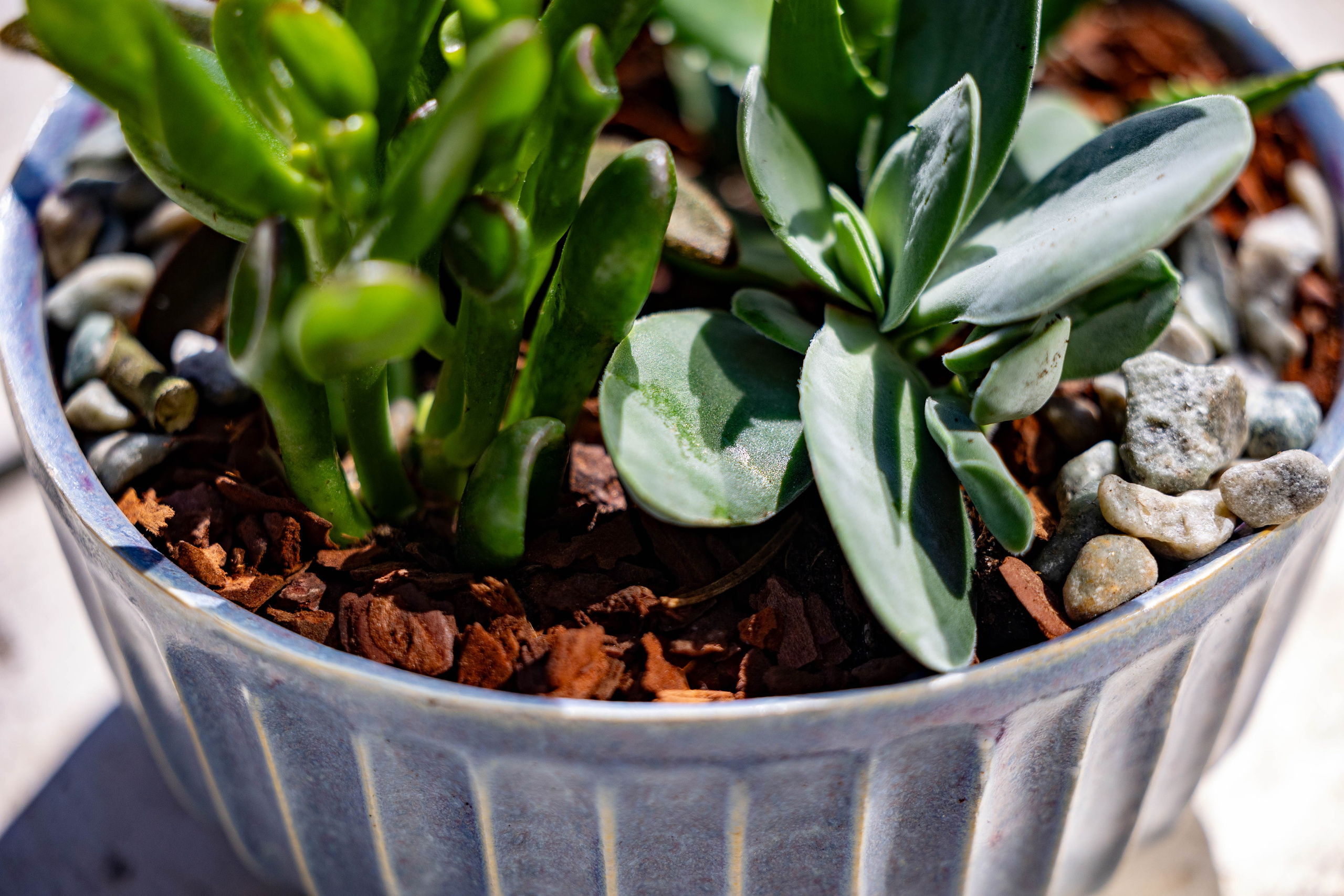 Tilføj et strejf af grønt til dit hjem med et sukkulentarrangement. Sukkulenter er ikke kun smukke, de er også luftrensende.