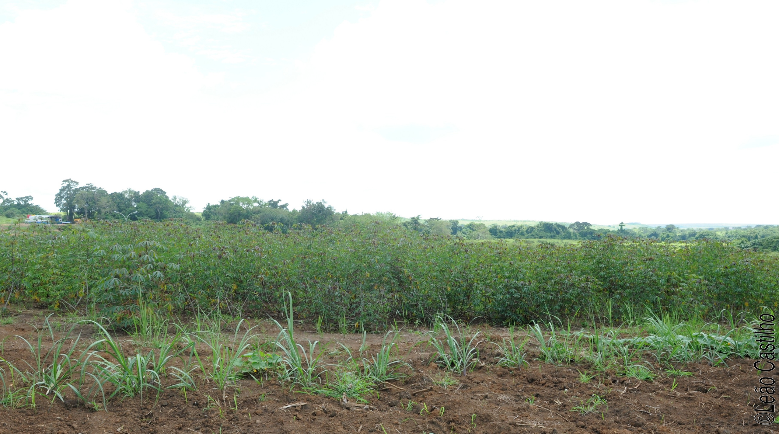 Photos of agriculture for the people of Muindi project. Simbahalu