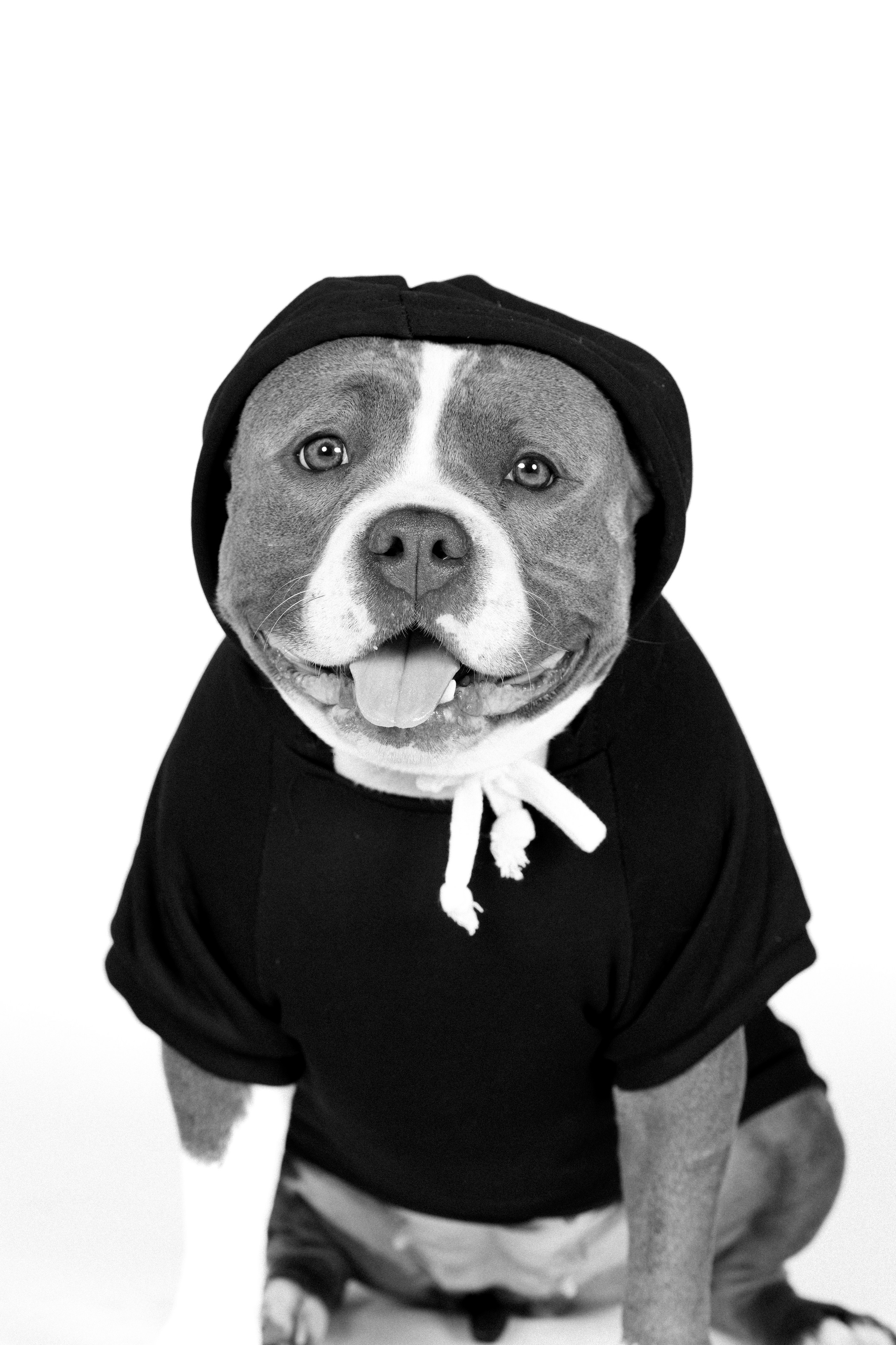 Fotografía de Mascotas en Madrid - Rainbox. Rainbox Estudio de Fotografía