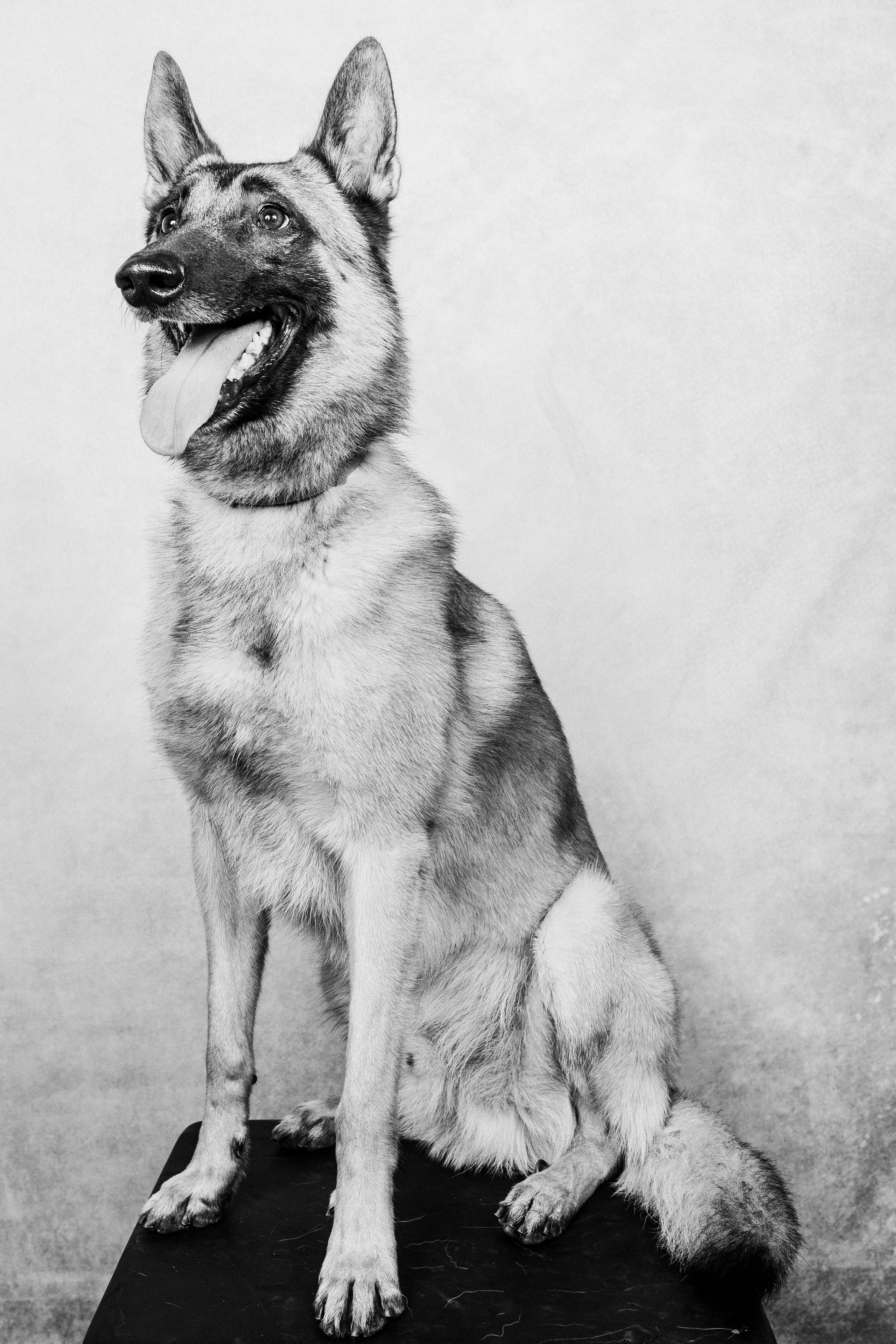 Fotografía de Mascotas en Madrid - Rainbox. Rainbox Estudio de Fotografía