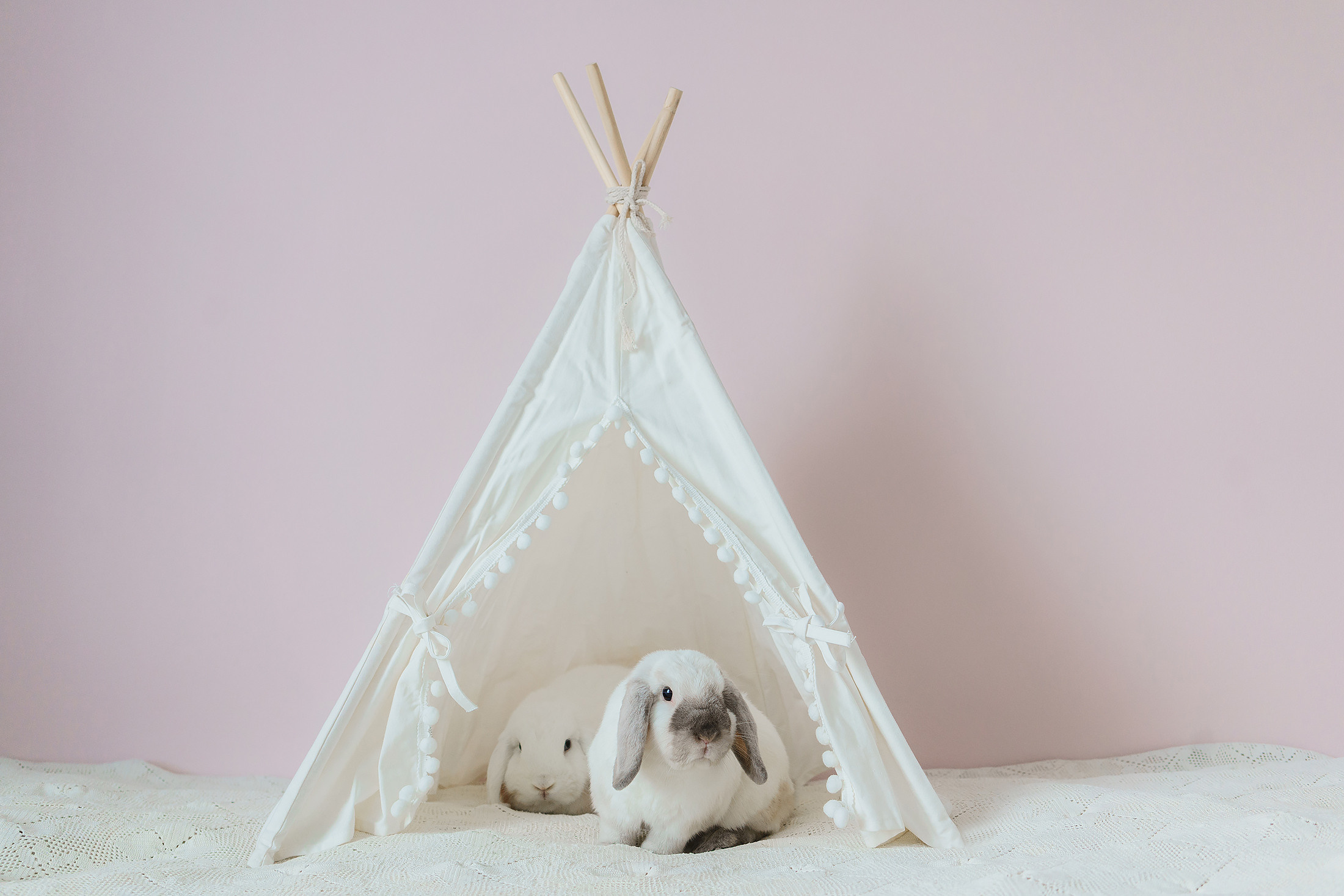 kanikuvaus, Lemmikkieläinkuvaaja Helsingissä