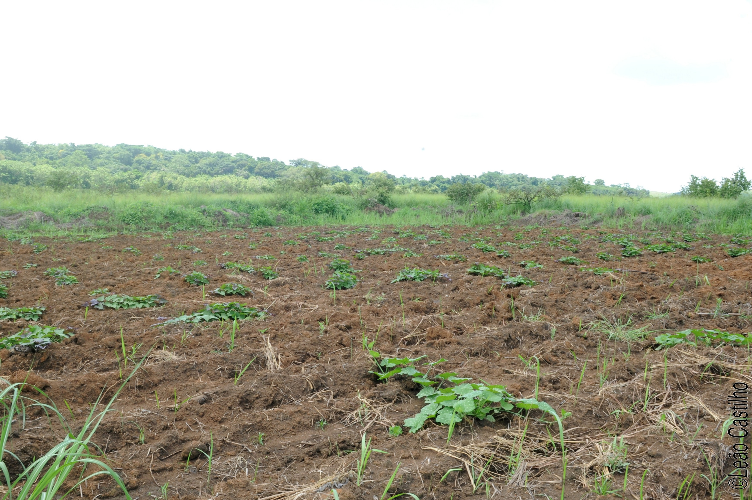 Photos of agriculture for the people of Muindi project. Simbahalu