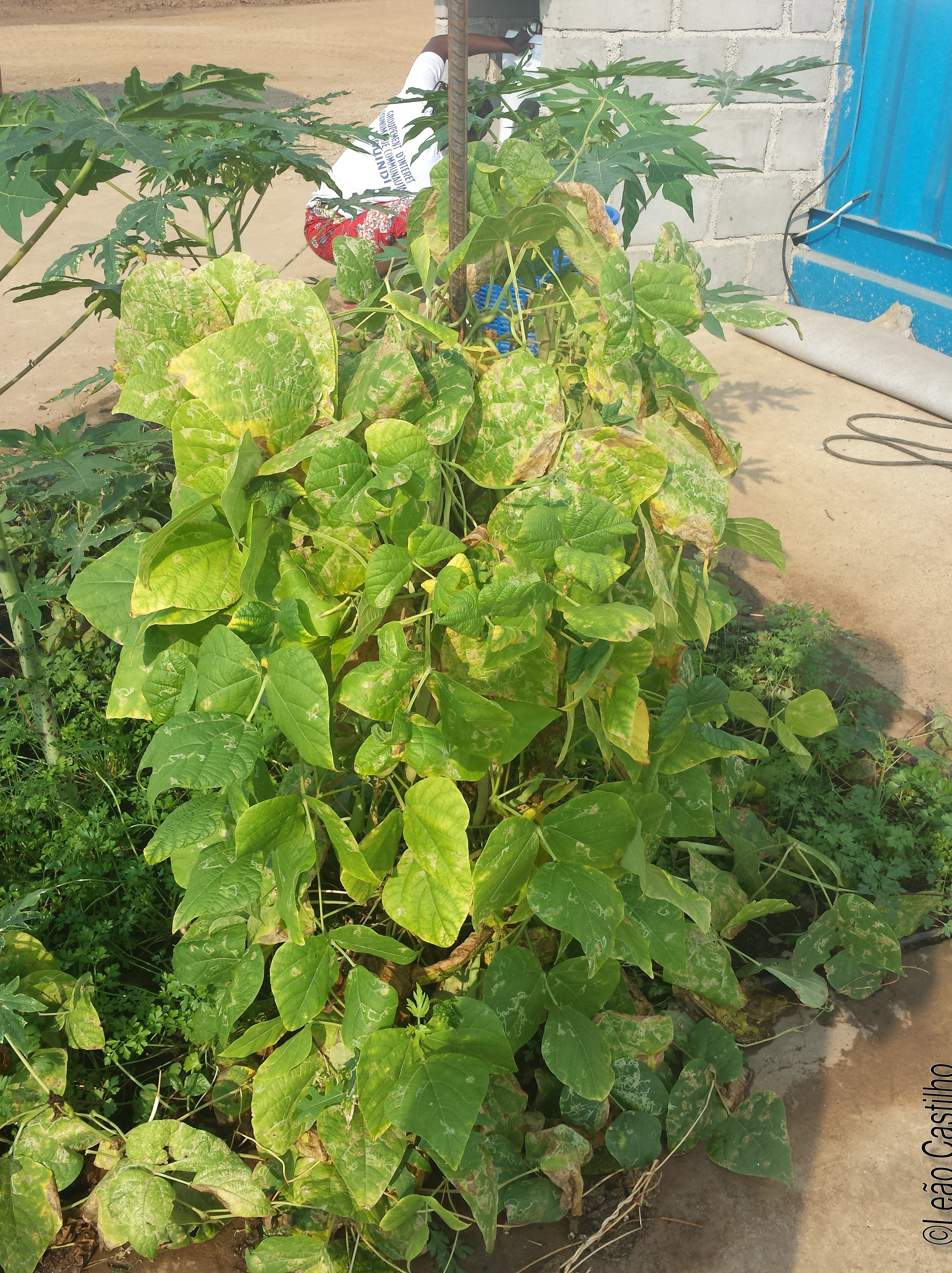Photos of agriculture for the people of Muindi project. Simbahalu
