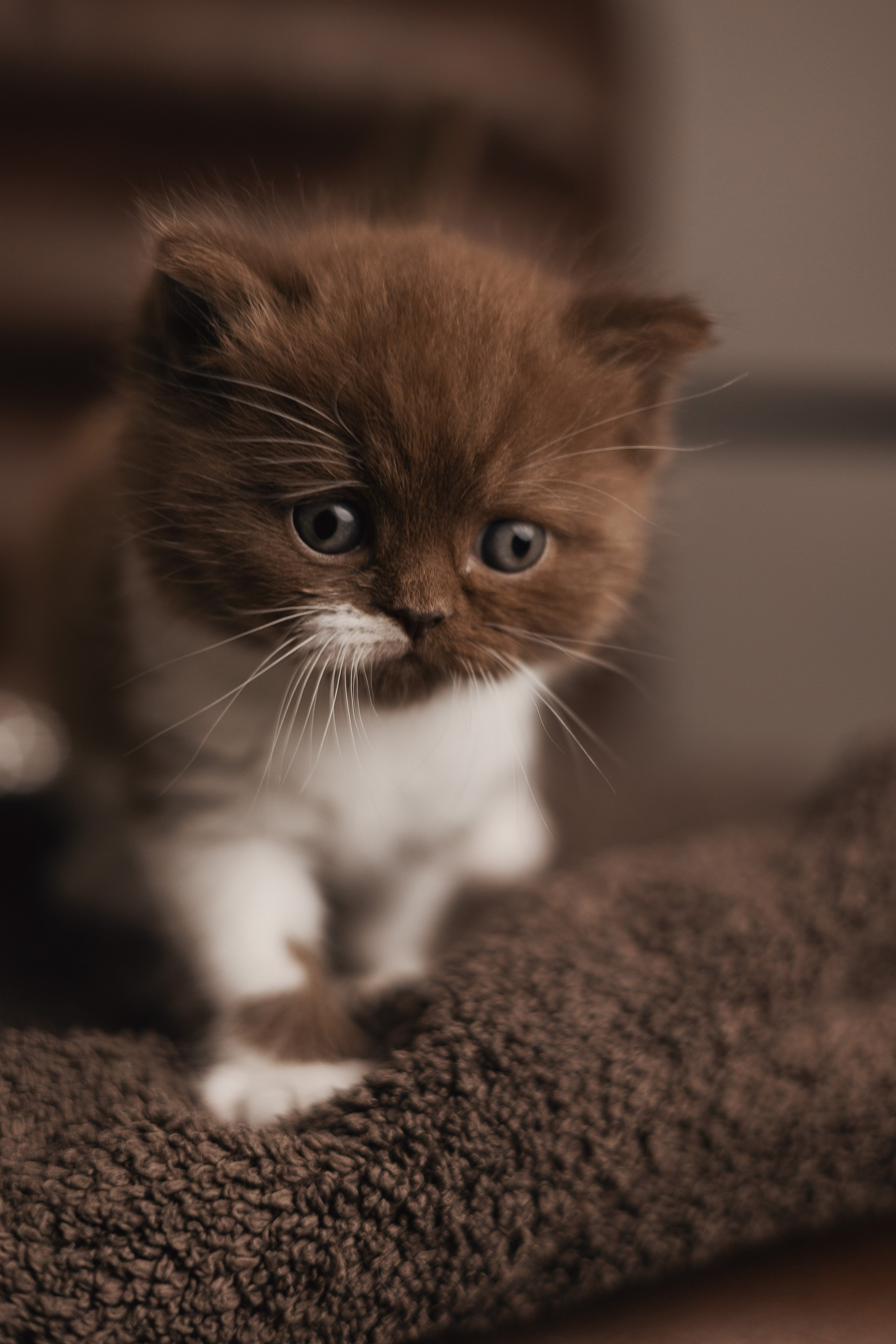 Pet photography. Photography & videography for brands. Individual shooting. Midlands, England