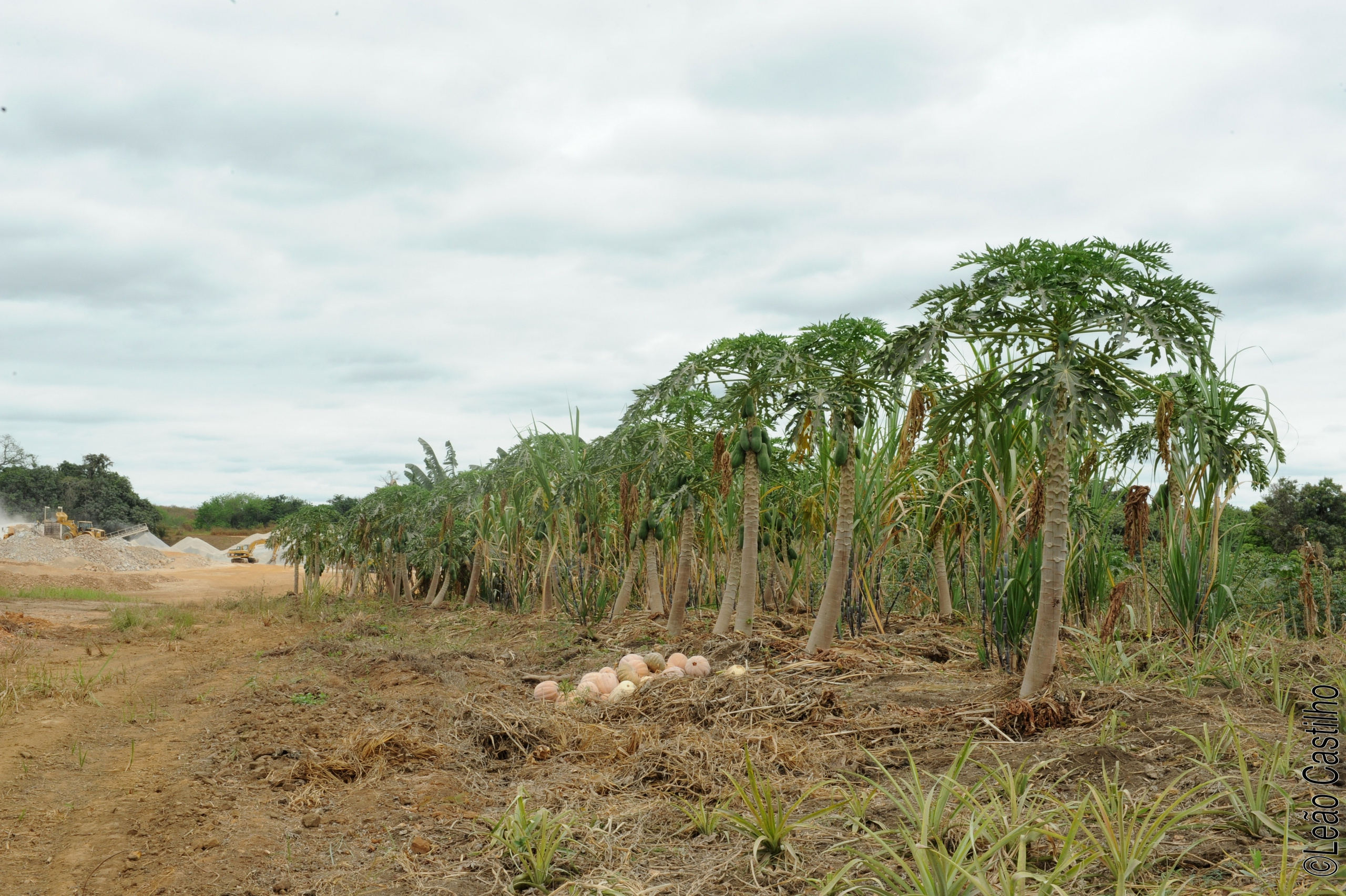 Photos of agriculture for the people of Muindi project. Simbahalu
