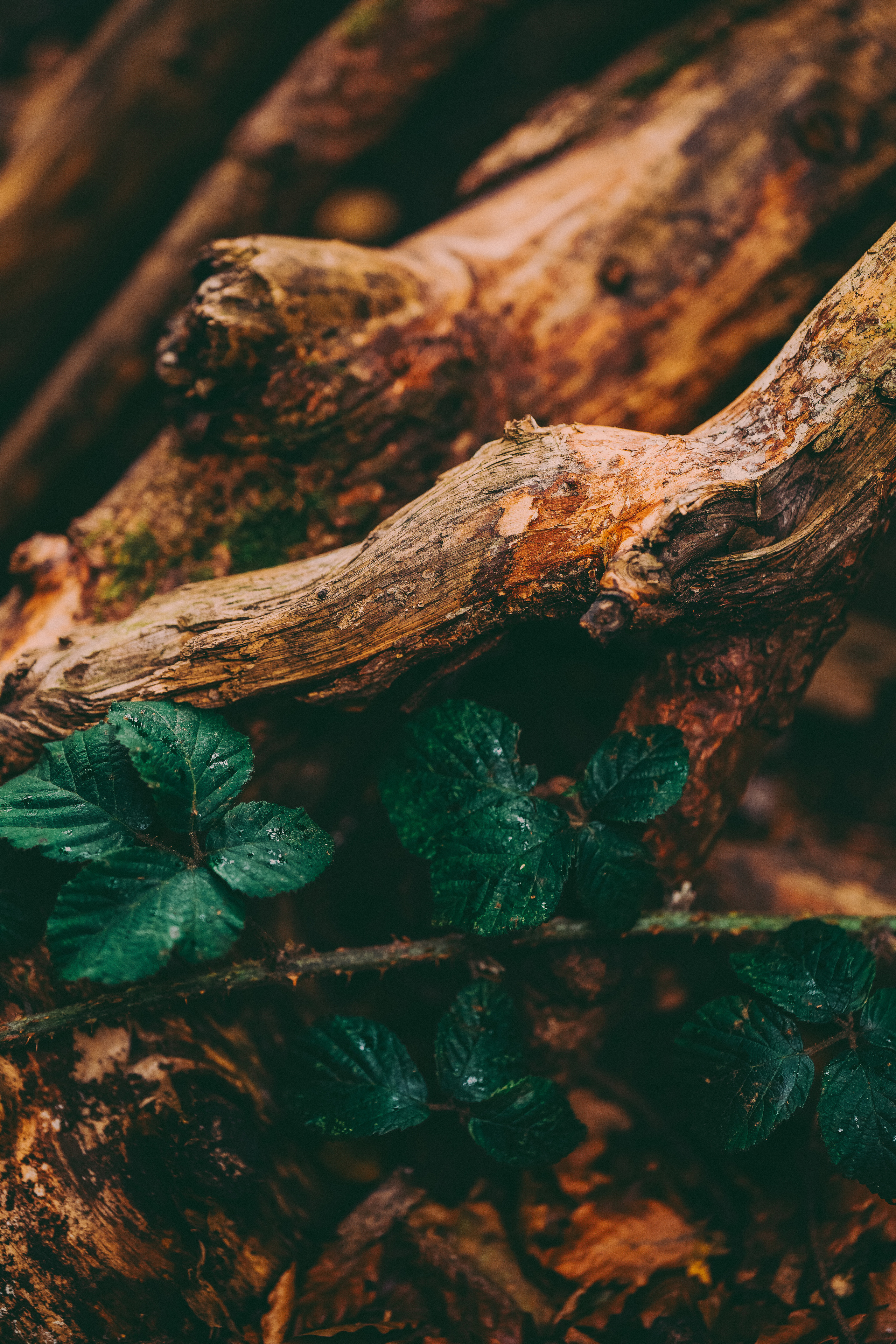 Fung Family. Creative Family, Brand, Boudoir and Wedding Photographer in Solihull & Birmingham Irina Zoteeva