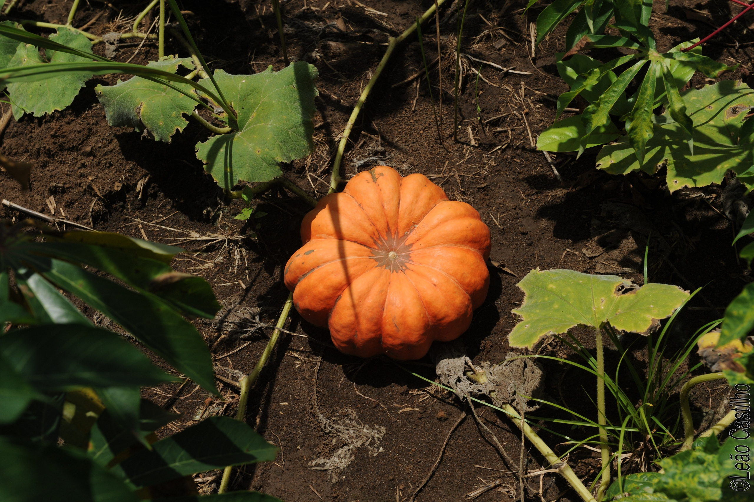 Photos of agriculture for the people of Muindi project. Simbahalu