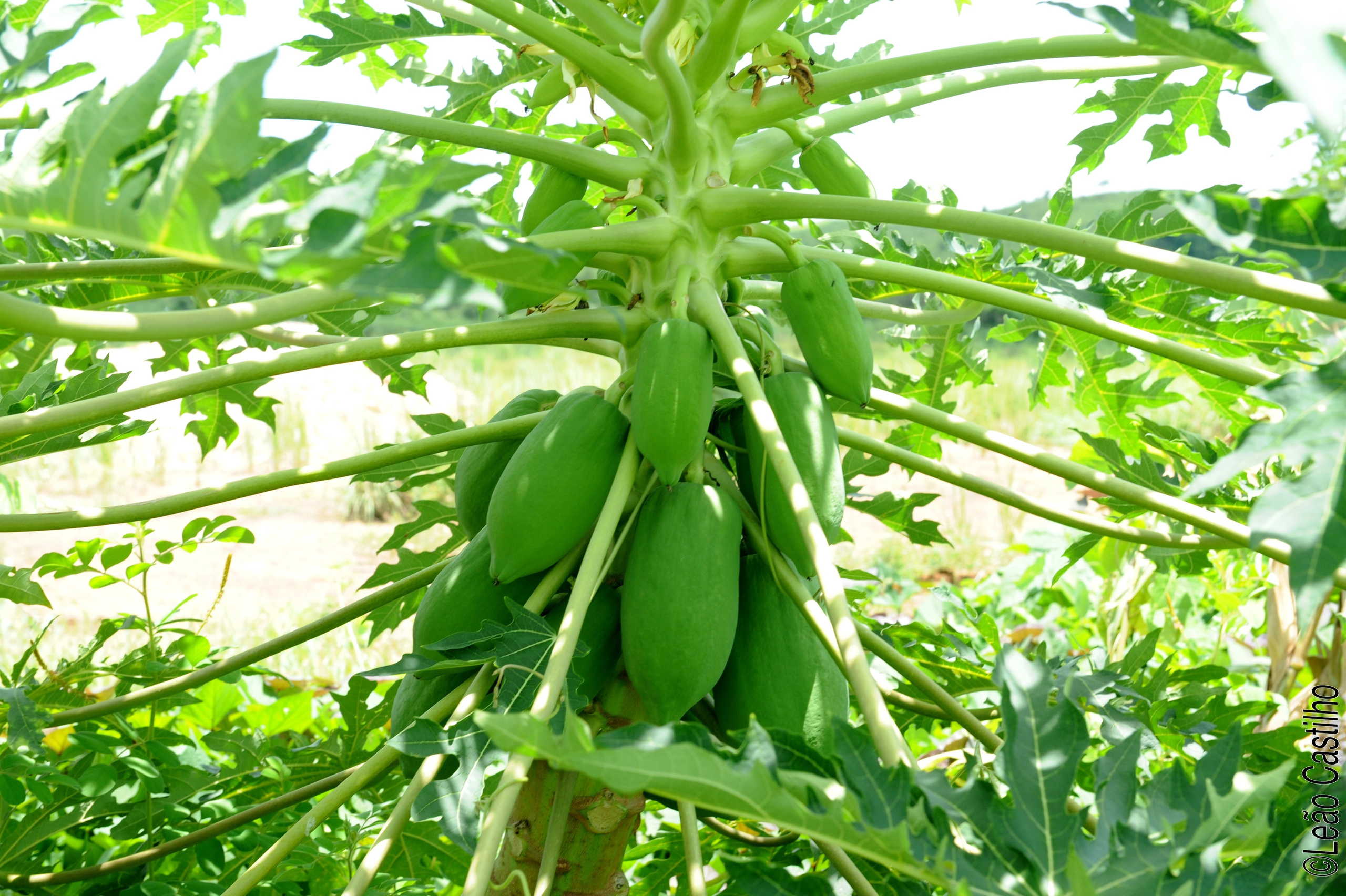 Photos of agriculture for the people of Muindi project. Simbahalu
