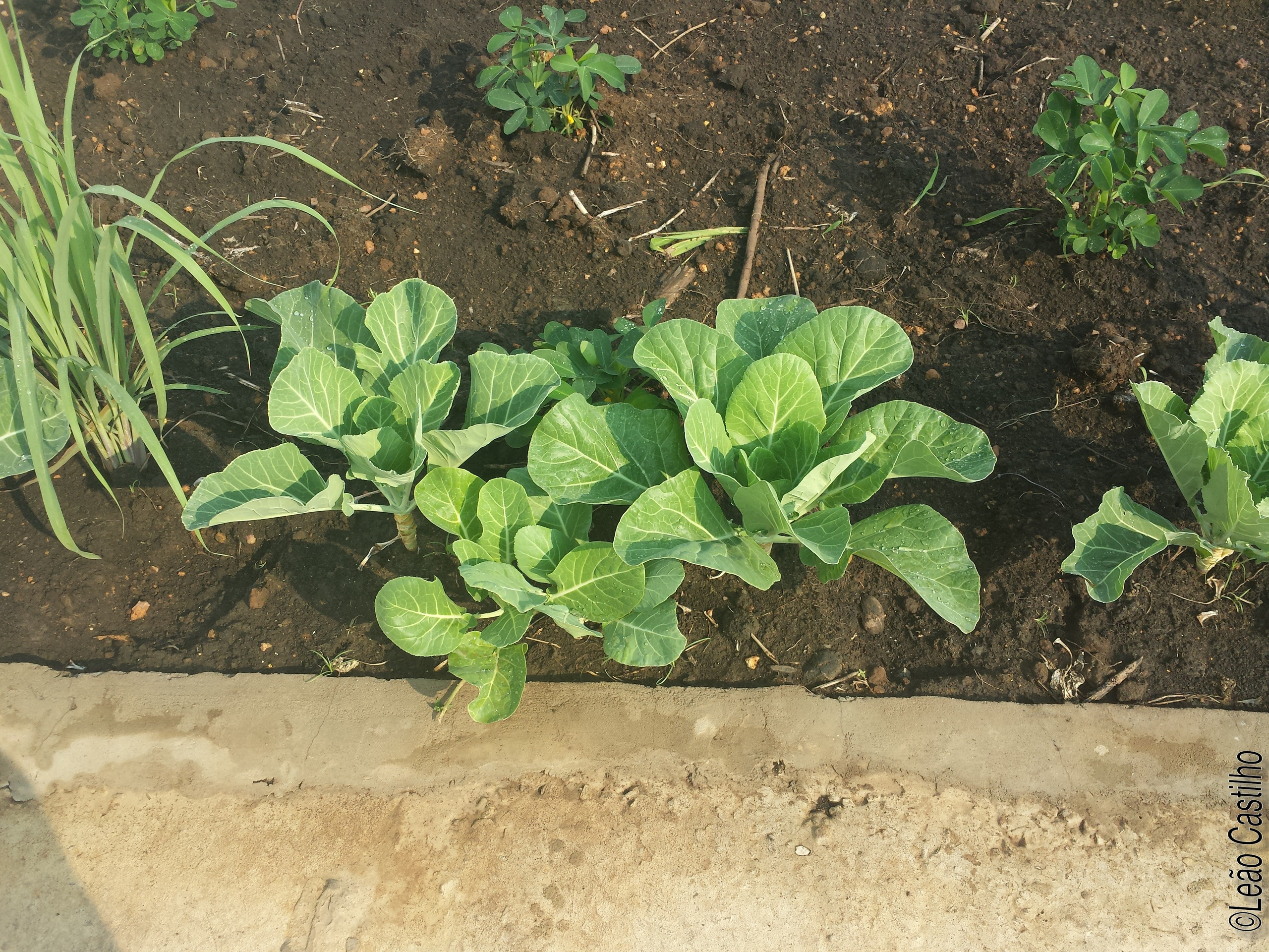 Photos of agriculture for the people of Muindi project. Simbahalu