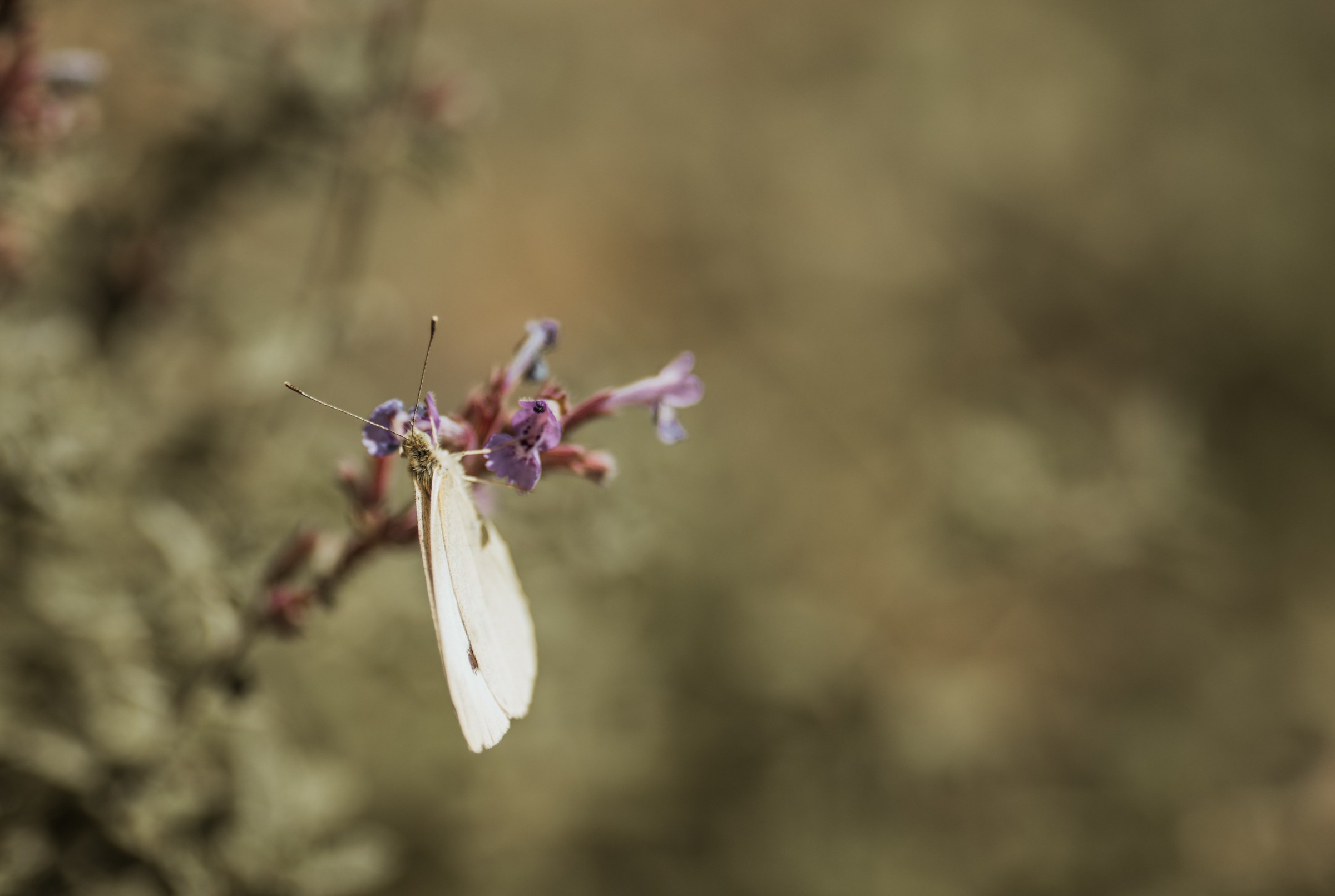 📸 Hochzeitsfotograf Würzburg | Shakira & Pirmin | Anna Saribekyan. Anna Saribekyan – Beste Hochzeitsfotografin in Würzburg, Top 10 in Deutschland