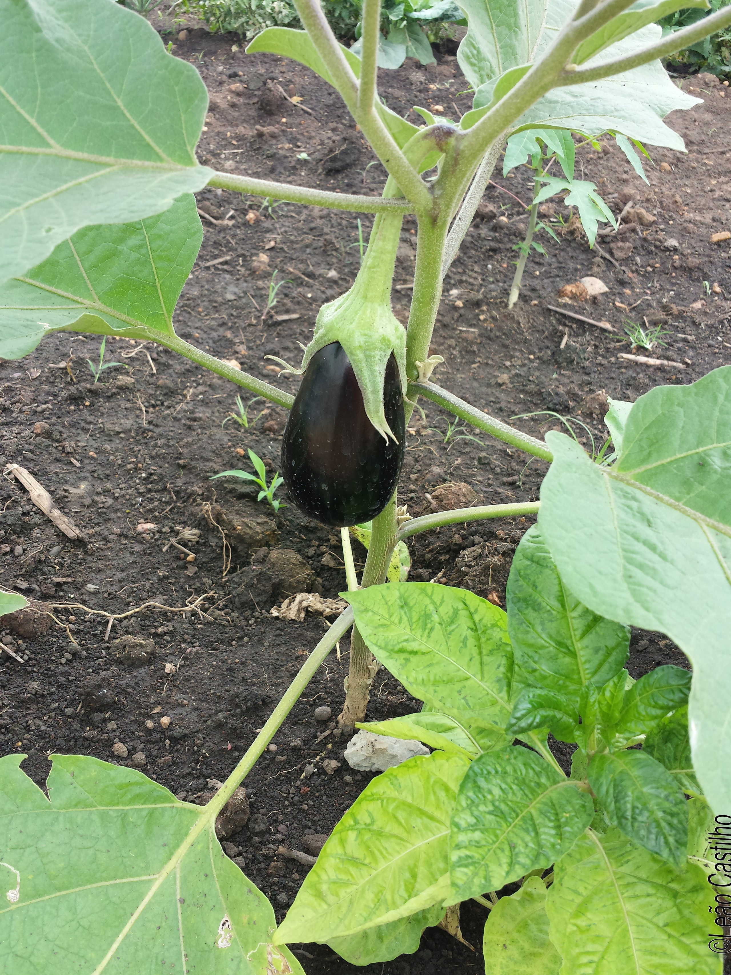 Photos of agriculture for the people of Muindi project. Simbahalu