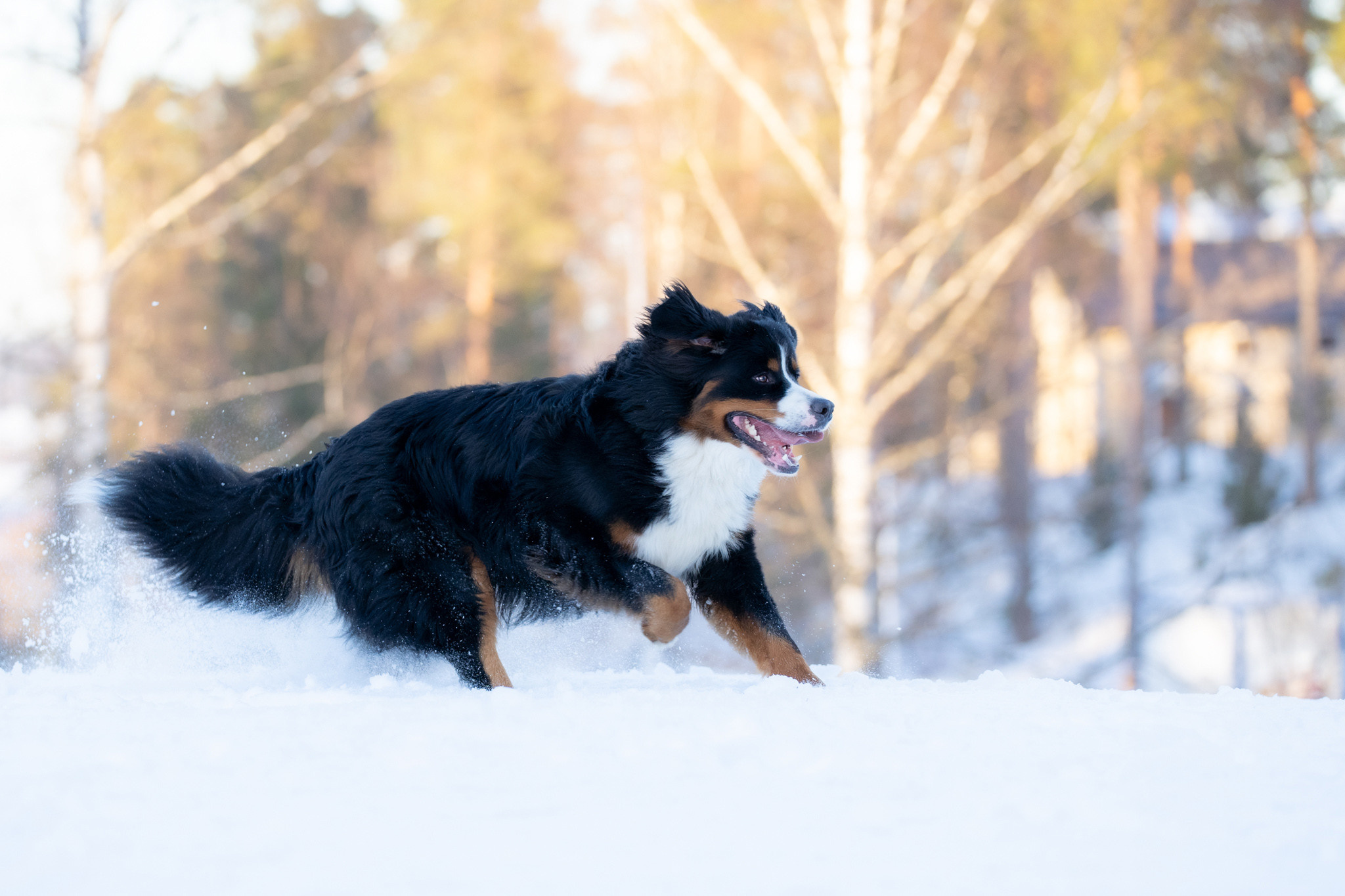 Koirien, kissojen, hevostenkuvaus