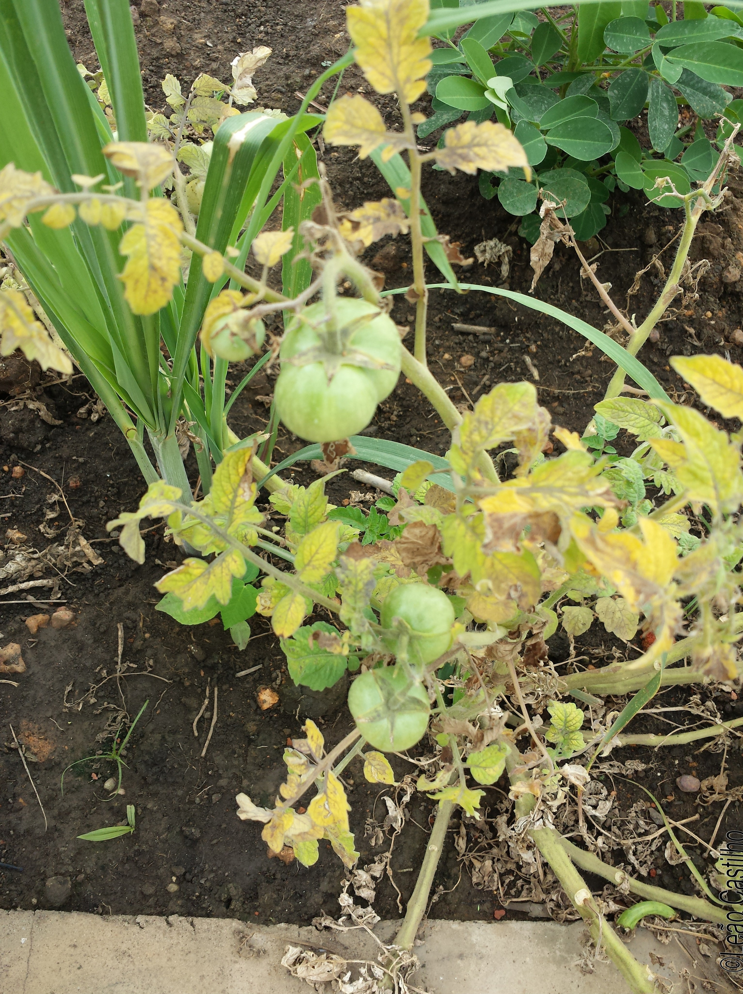 Photos of agriculture for the people of Muindi project. Simbahalu