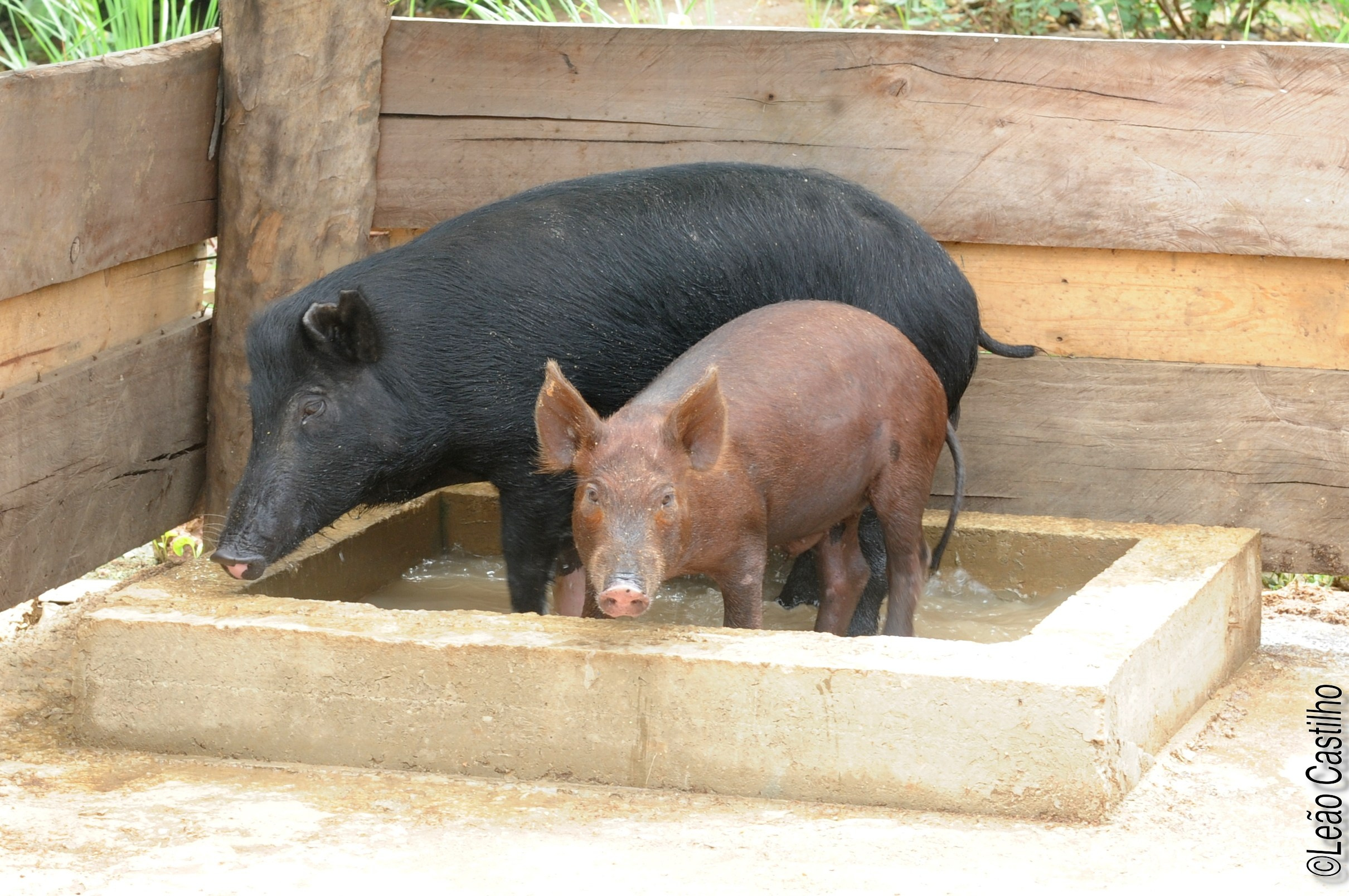Photos of agriculture for the people of Muindi project. Simbahalu