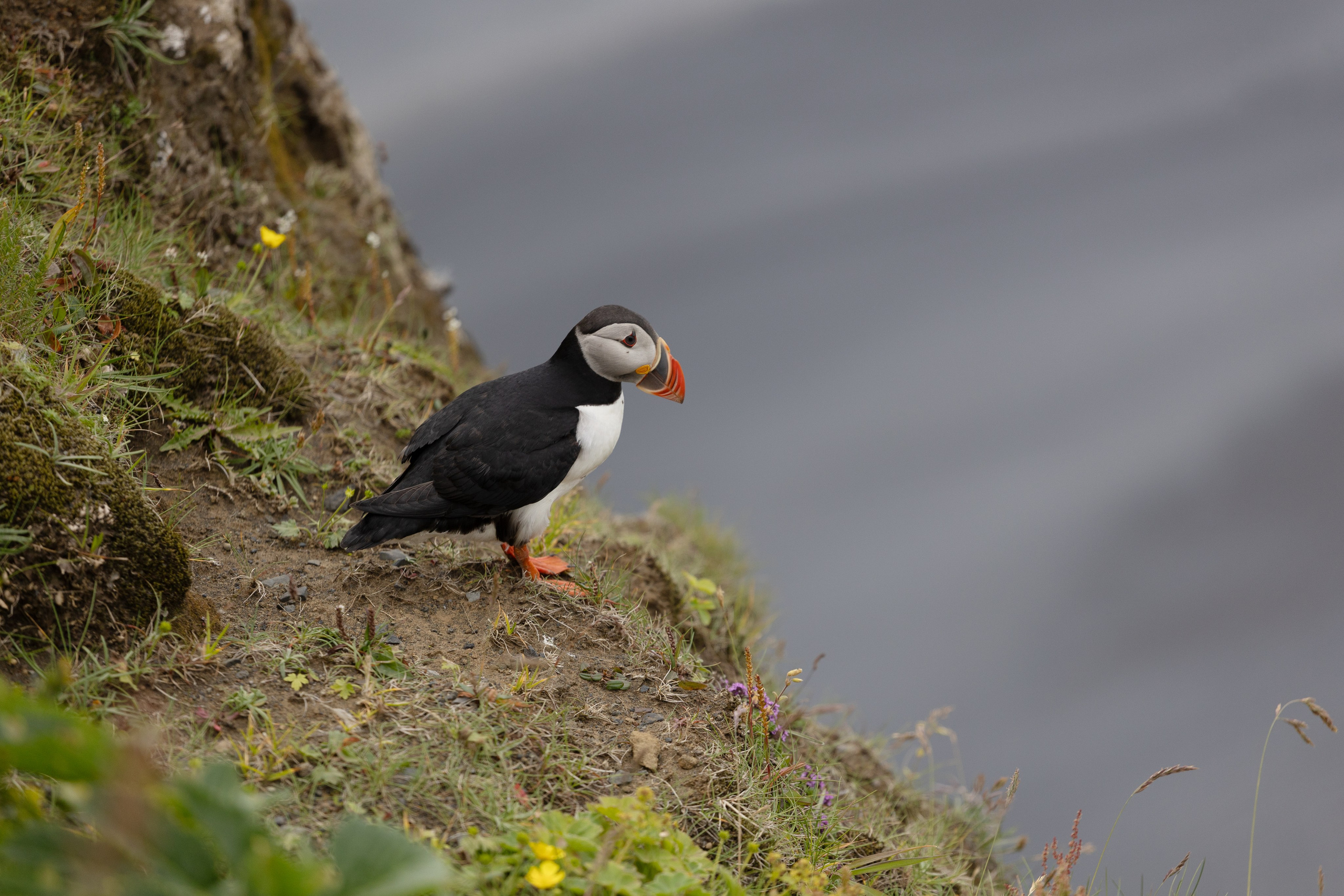 Mon voyage photo en Islande. Eugénie Smirnova — Photographe à Toulouse et dans le Sud-Ouest