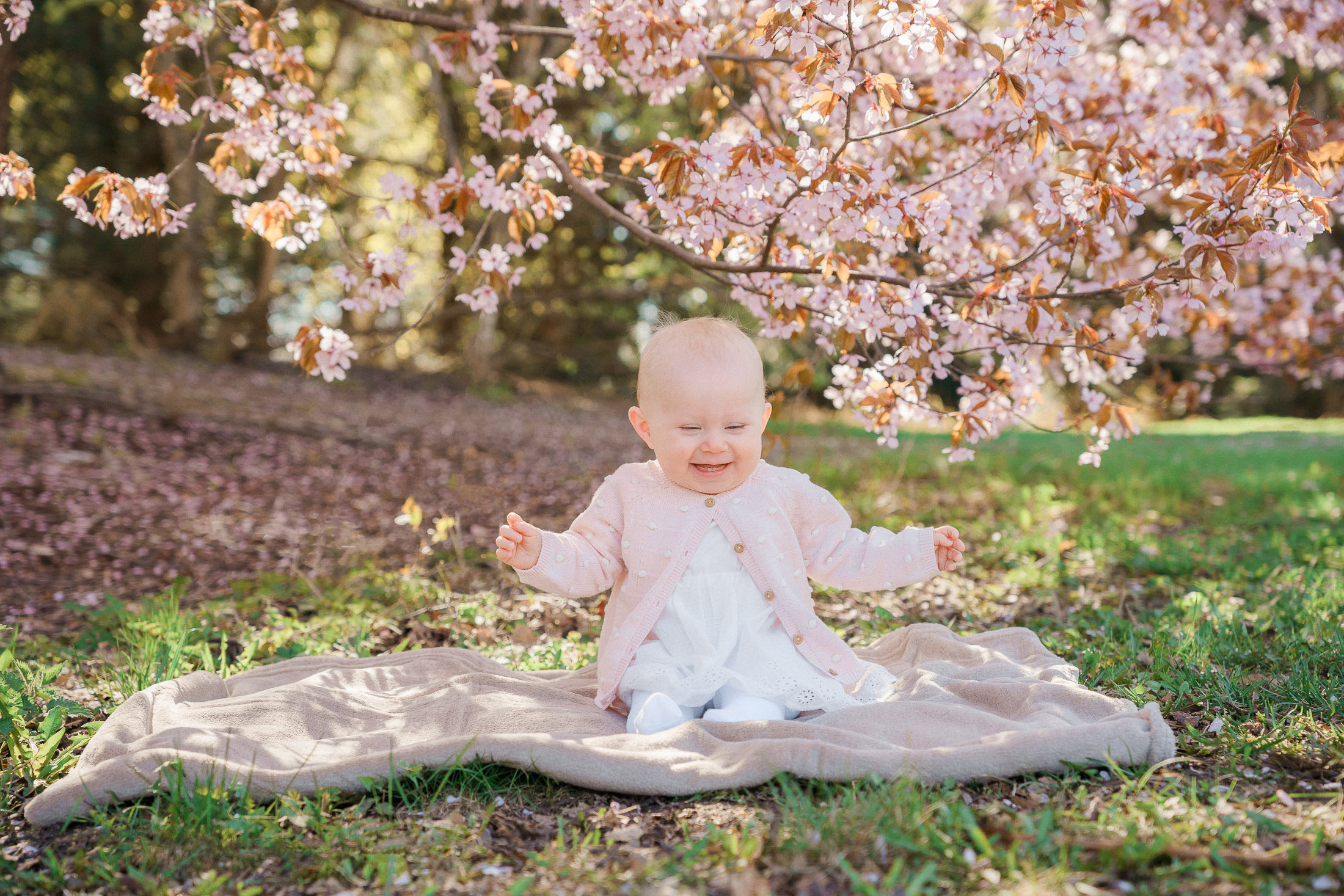 Perhekuvaus kirsikkapuistossa