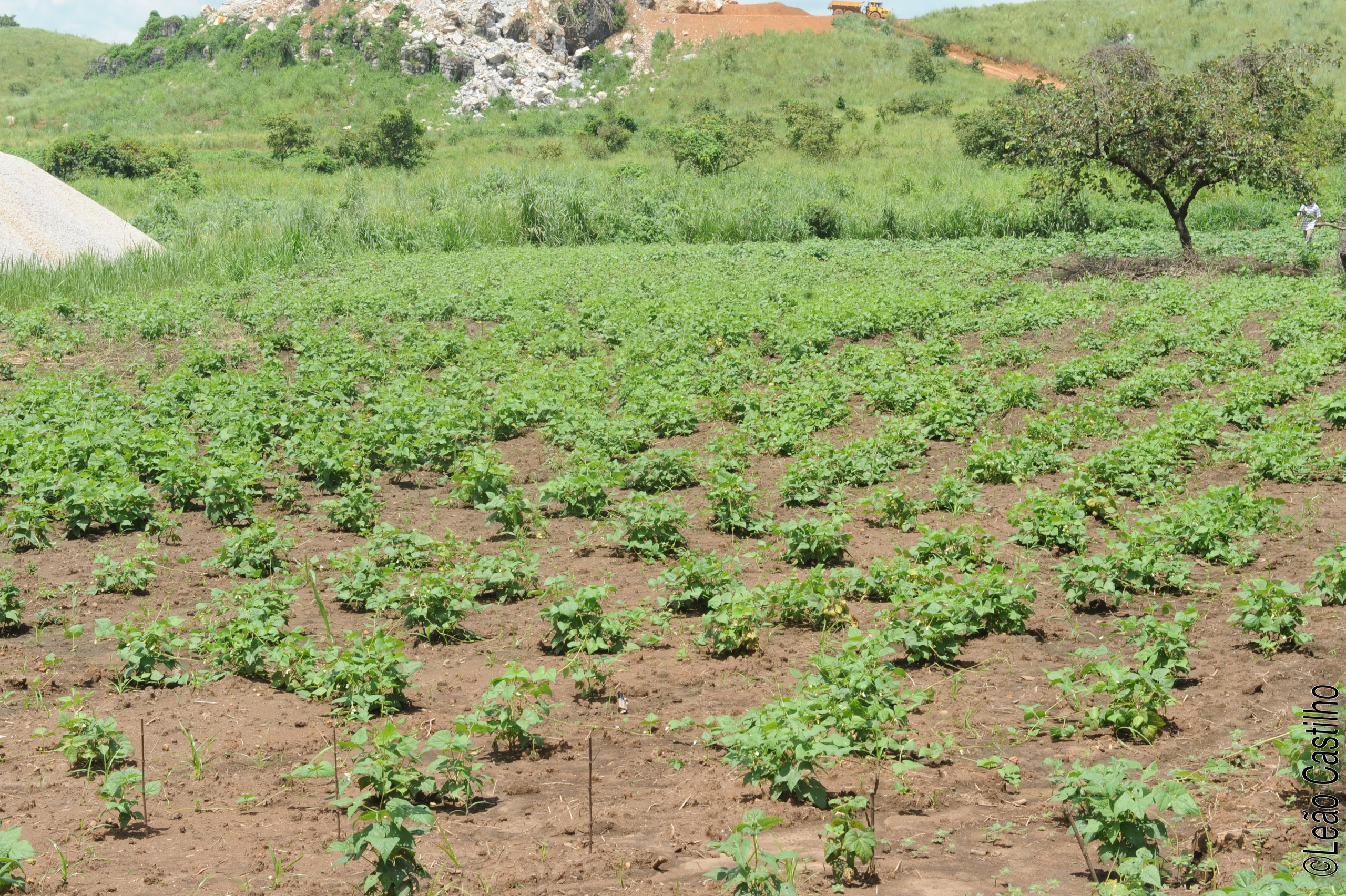 Photos of agriculture for the people of Muindi project. Simbahalu