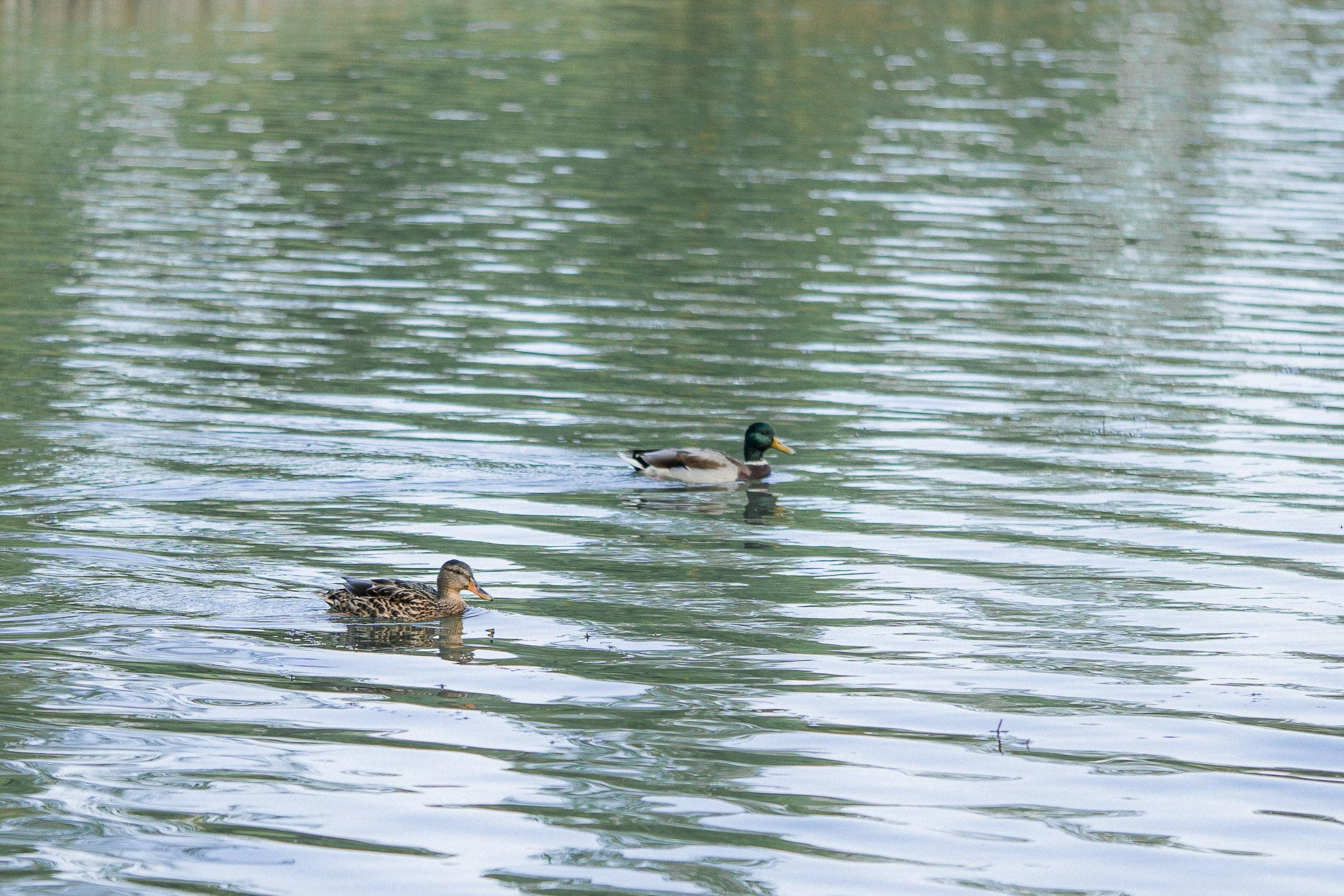 Lifestyle perhekuvaus
