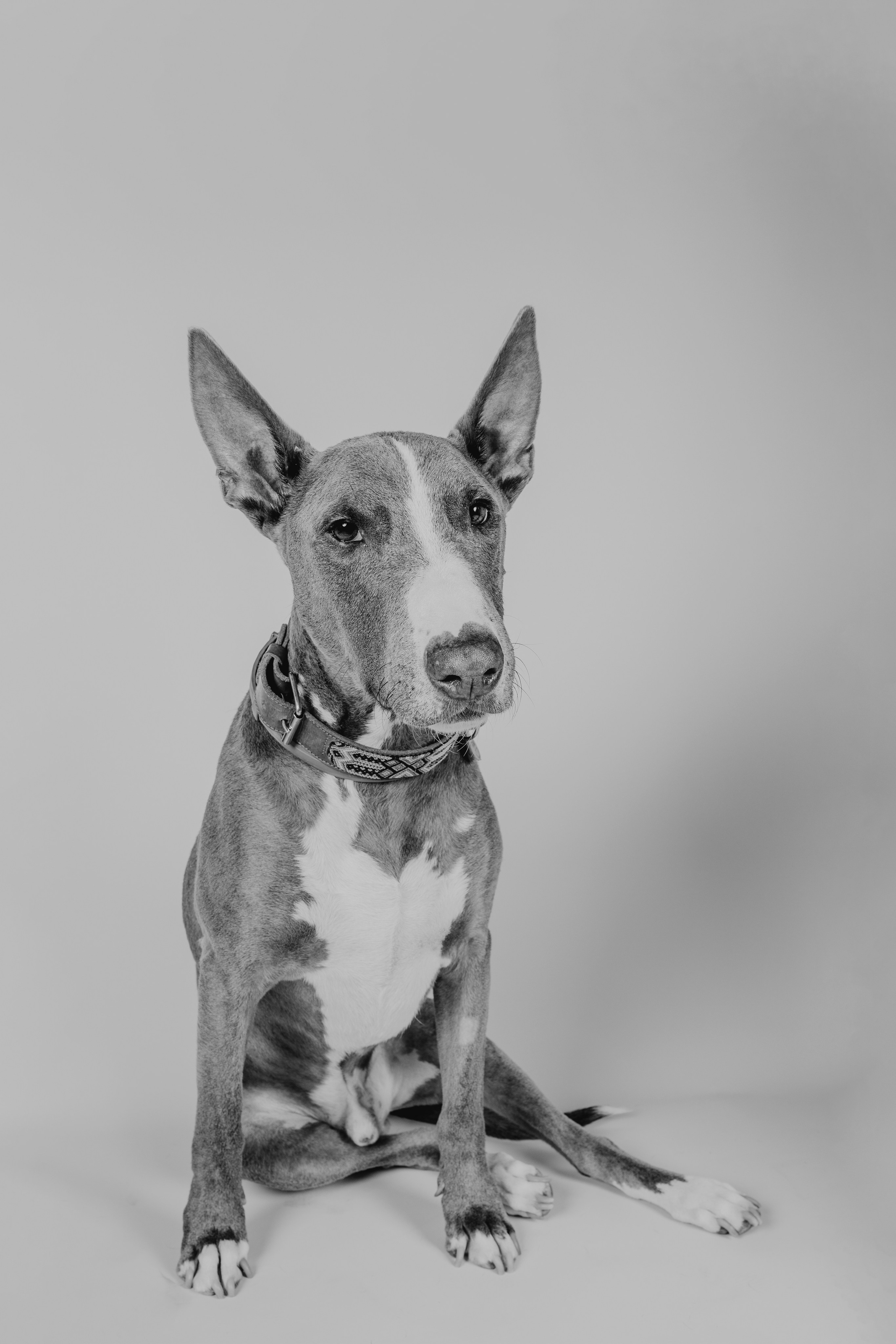 Fotografía de Mascotas en Madrid - Rainbox. Rainbox Estudio de Fotografía