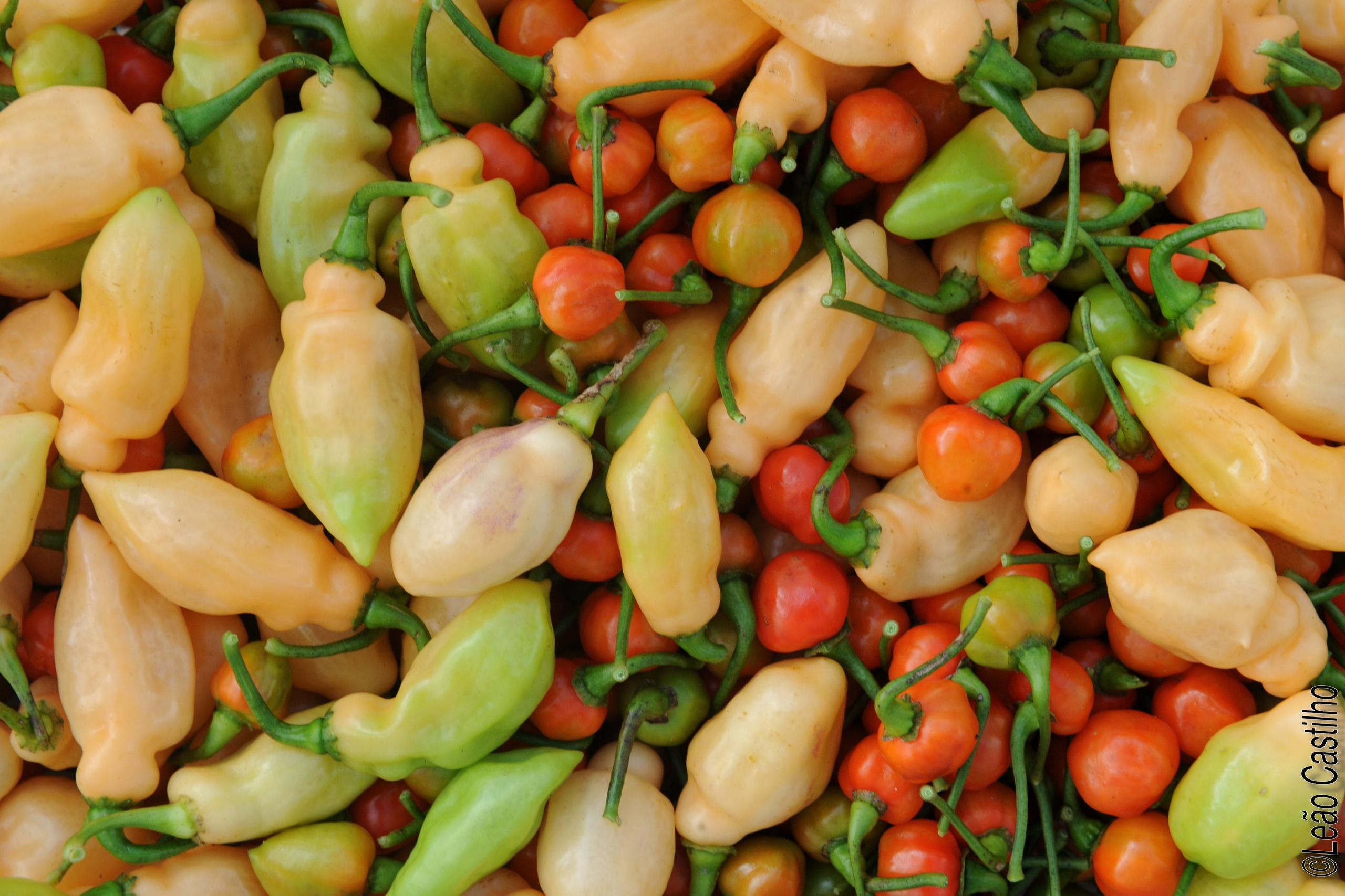 Photos of agriculture for the people of Muindi project. Simbahalu