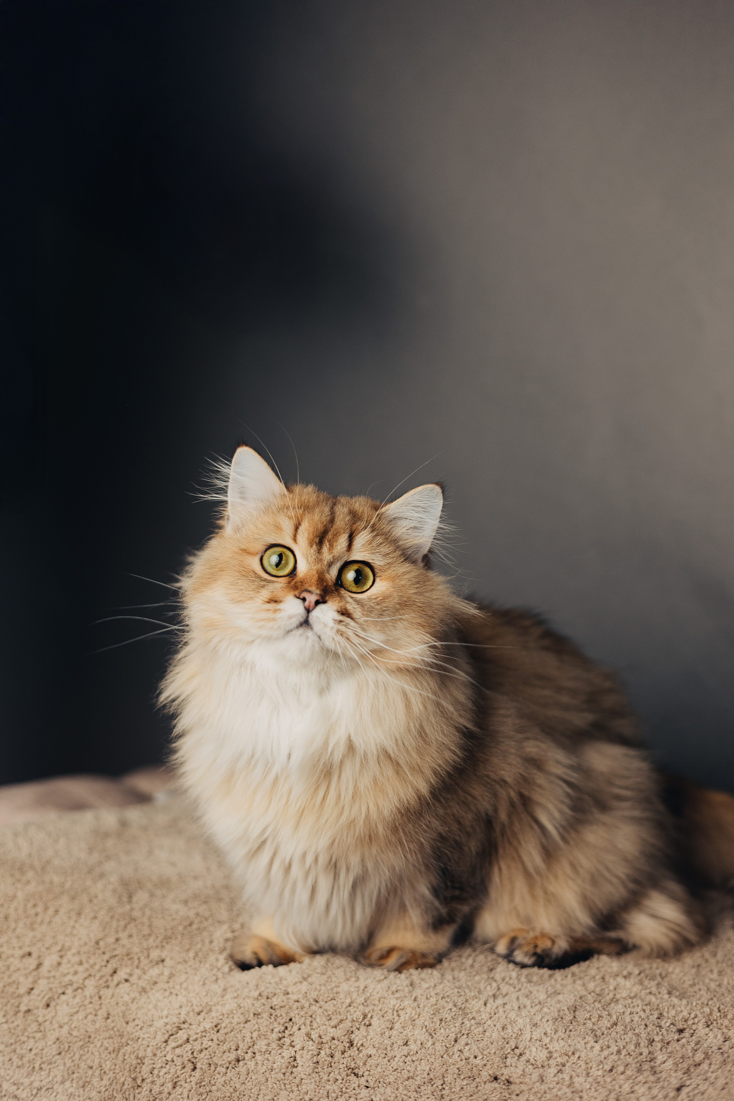 Pet photography. Photography & videography for brands. Individual shooting. Midlands, England