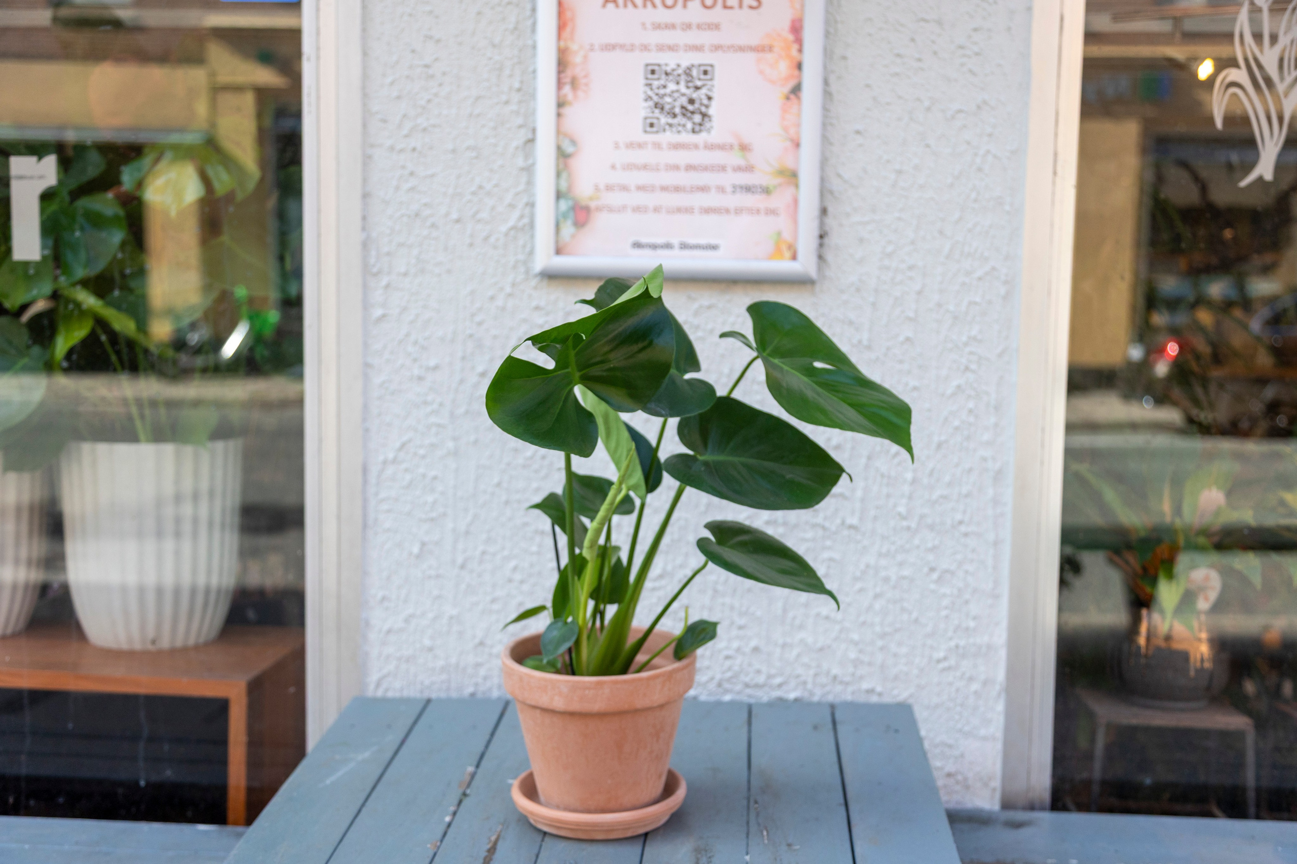 Gavekurve i Aarhus. Akropolis Blomster | Din døgn blomsterbutik i Aarhus