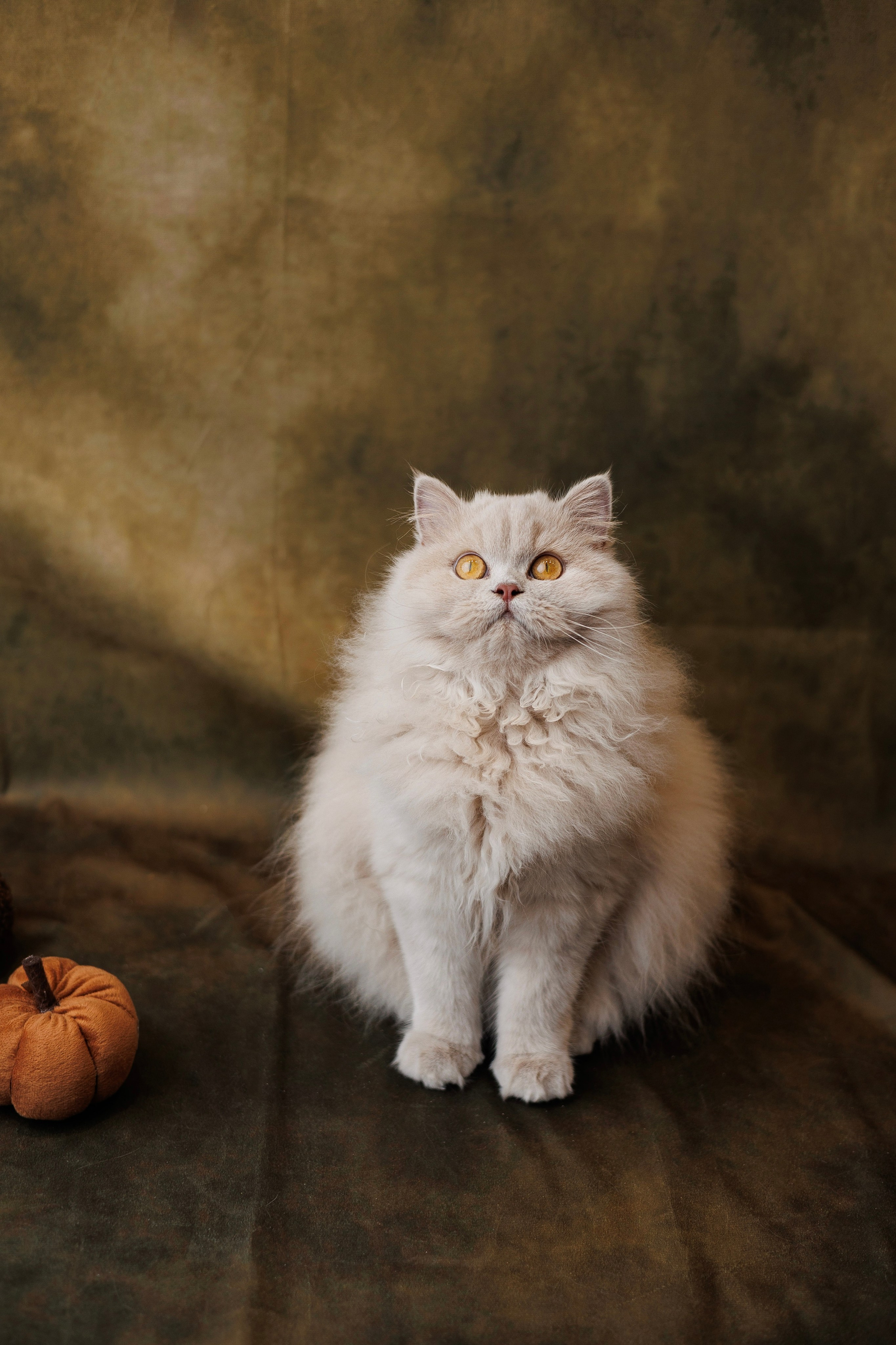 Pet photography. Photography & videography for brands. Individual shooting. Midlands, England