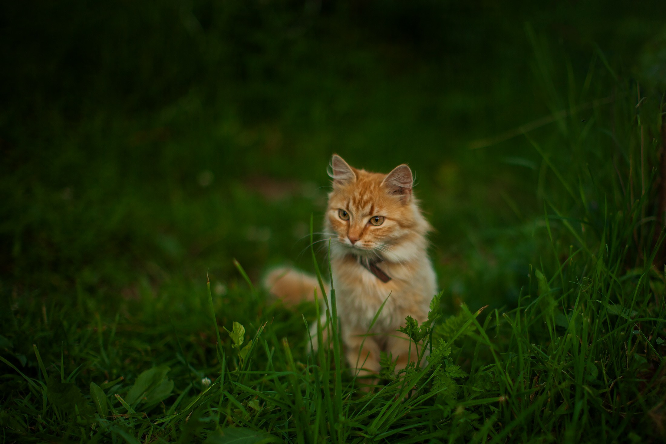 eläinten valokuvaus