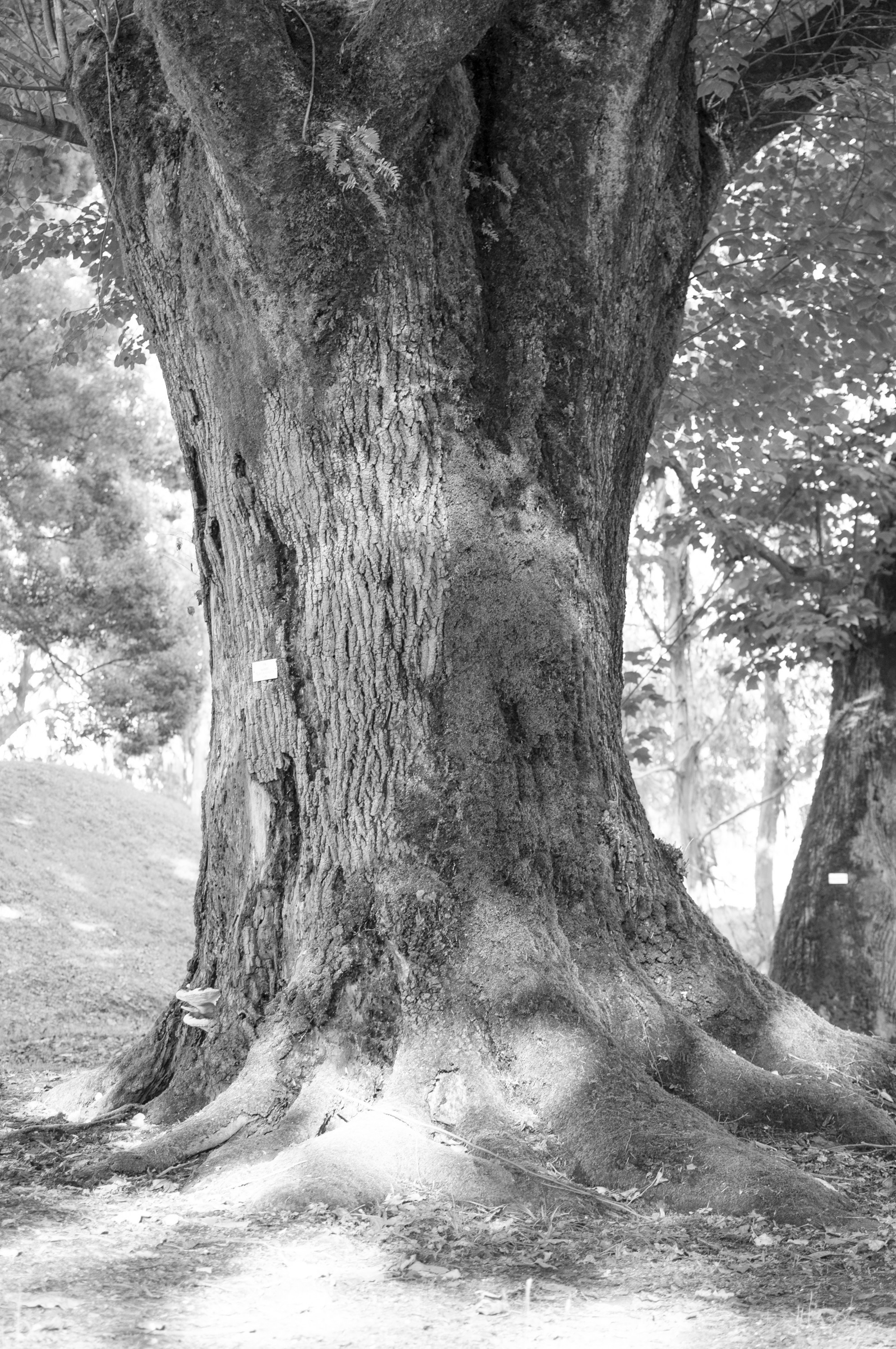 Under the Phasis' Sun. Mayya Kelova artist