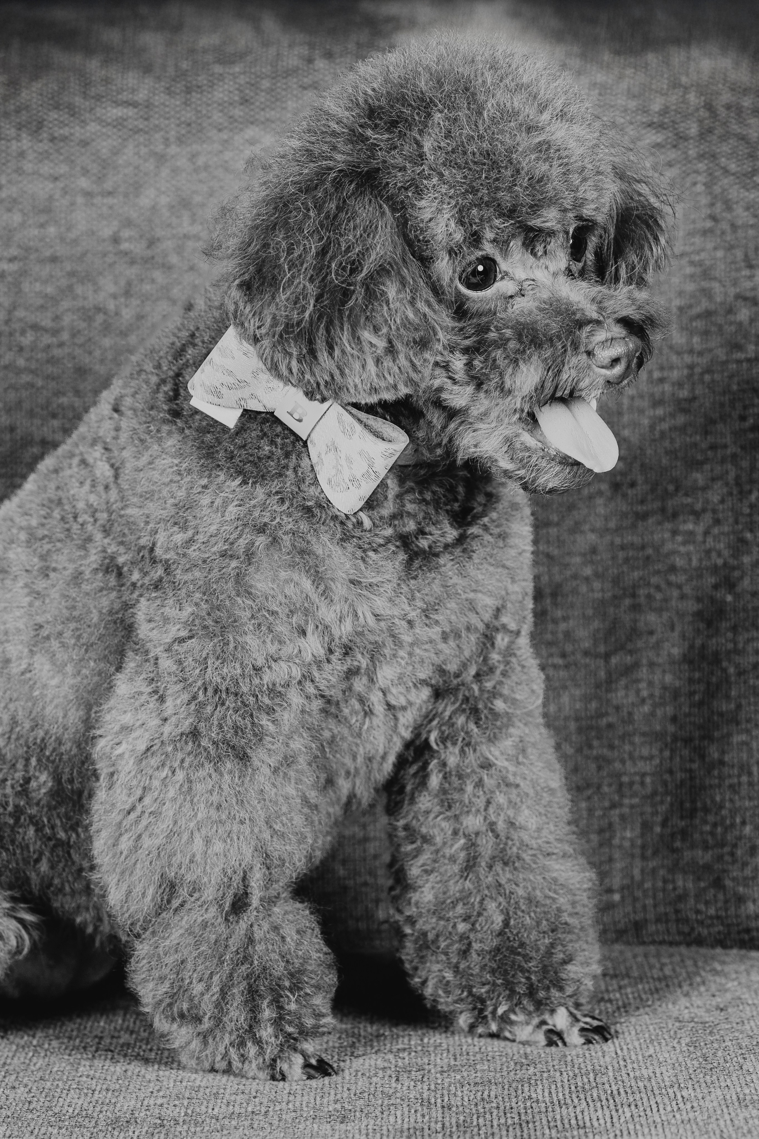 Fotografía de Mascotas en Madrid - Rainbox. Rainbox Estudio de Fotografía