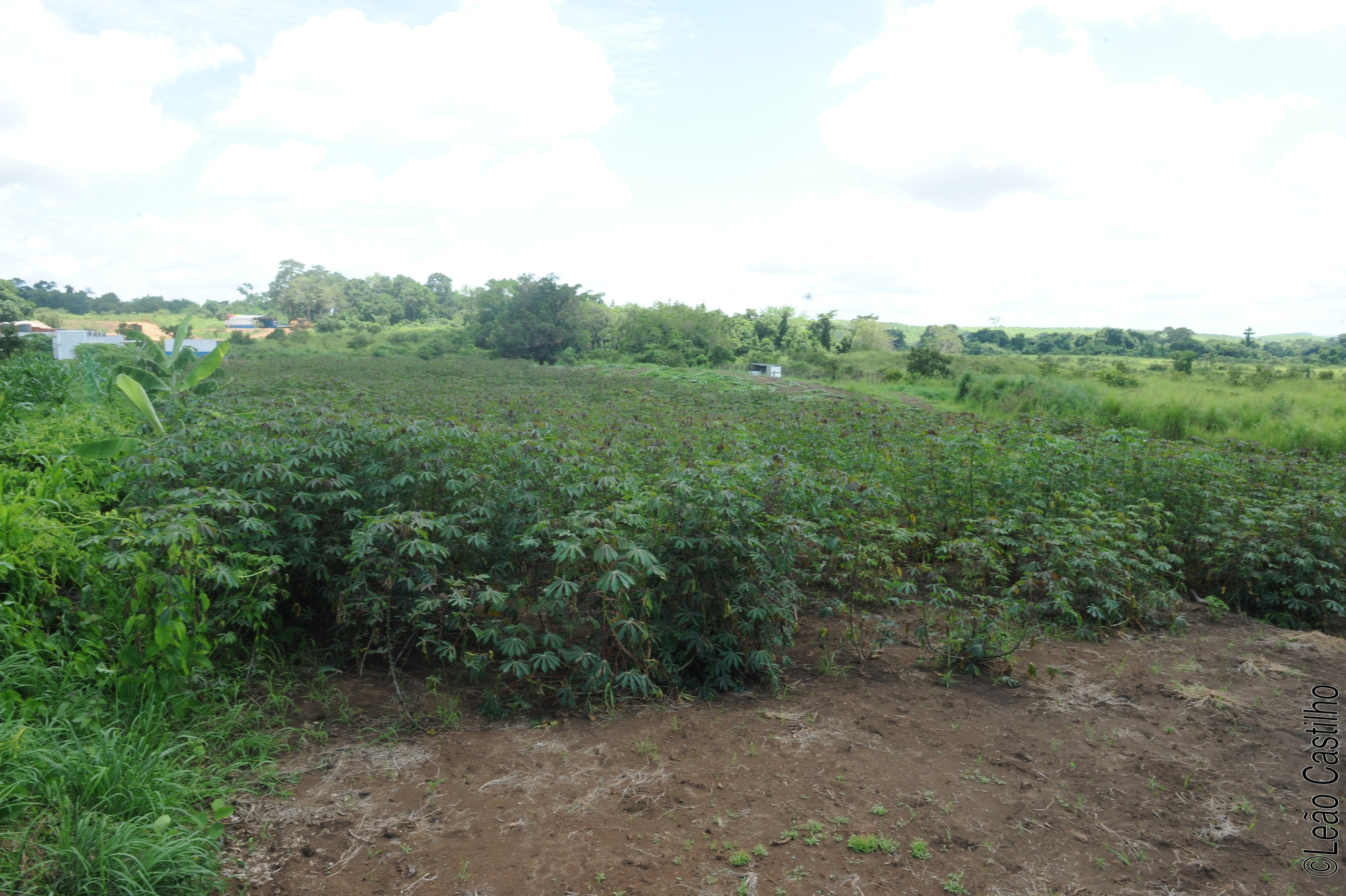 Photos of agriculture for the people of Muindi project. Simbahalu