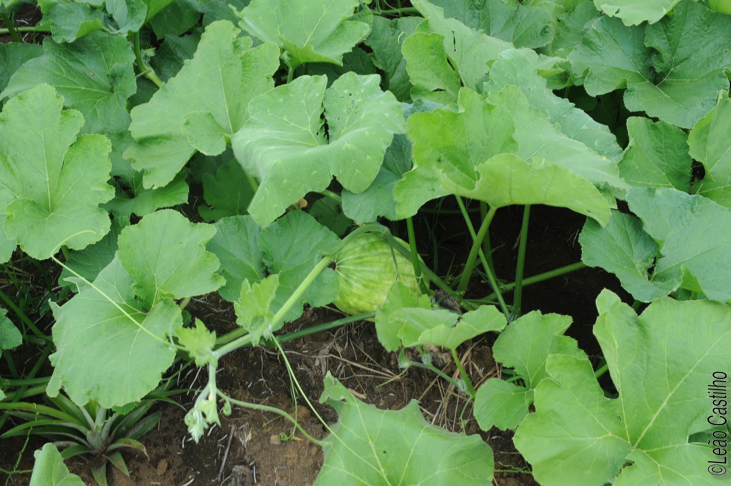 Photos of agriculture for the people of Muindi project. Simbahalu