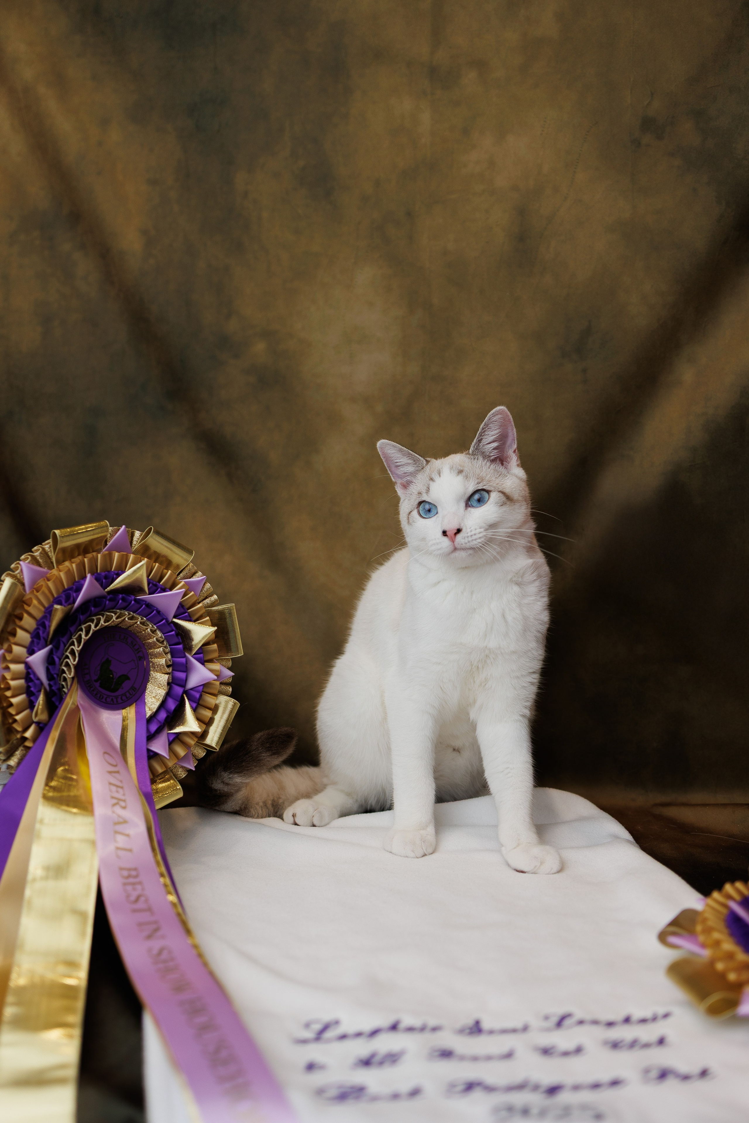 Pet photography. Photography & videography for brands. Individual shooting. Midlands, England