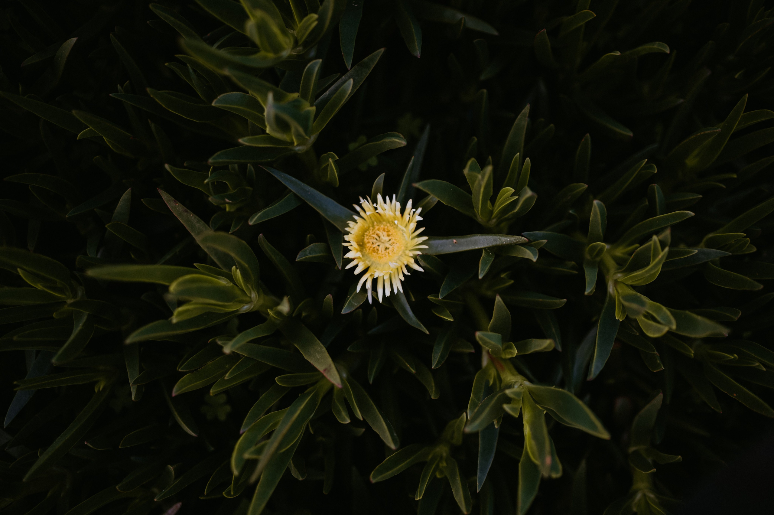 Praia da Ursa – ședință foto de cuplu într-un loc magic din Portugalia. Valentin Melen - fotograf de nunta 🤍