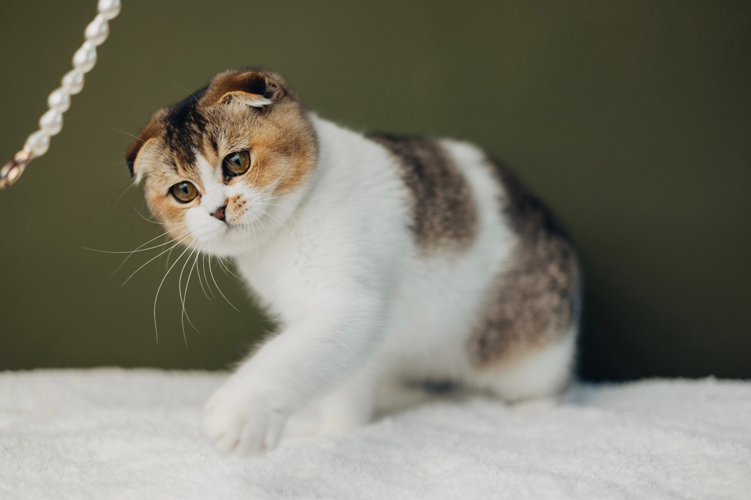 Pet photography. Photography & videography for brands. Individual shooting. Midlands, England