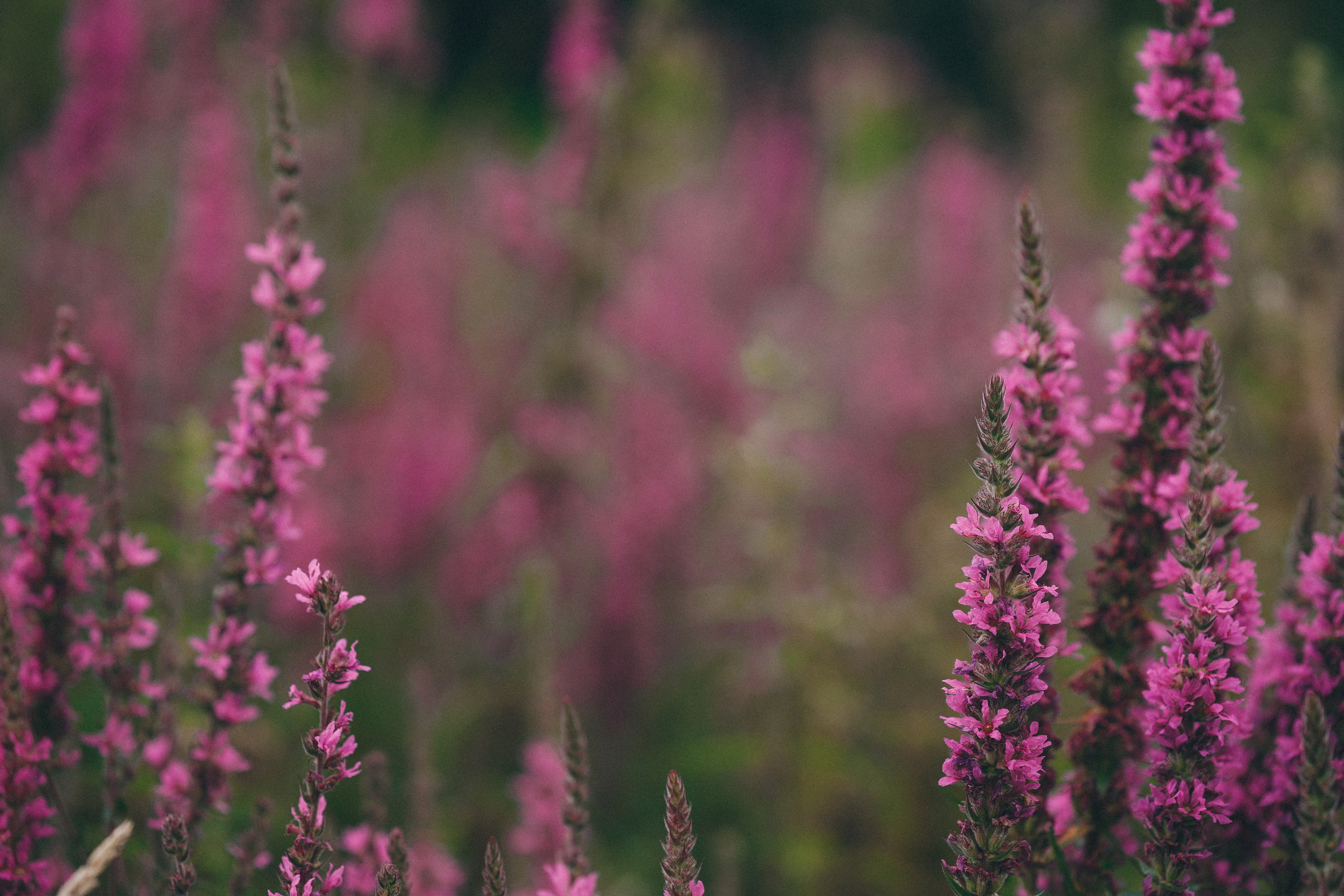 Olimpia and Rob. Creative Family, Brand, Boudoir and Wedding Photographer in Solihull & Birmingham Irina Zoteeva