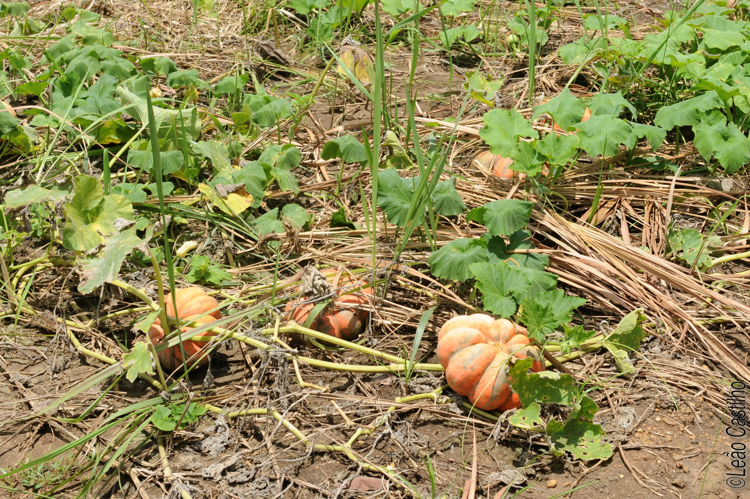 Photos of agriculture for the people of Muindi project. Simbahalu