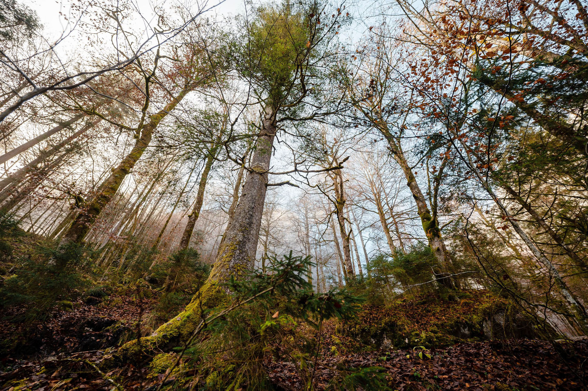 Eiskapelle Watzmann & Königssee | Abenteuer vor Österreichs Quarantäne