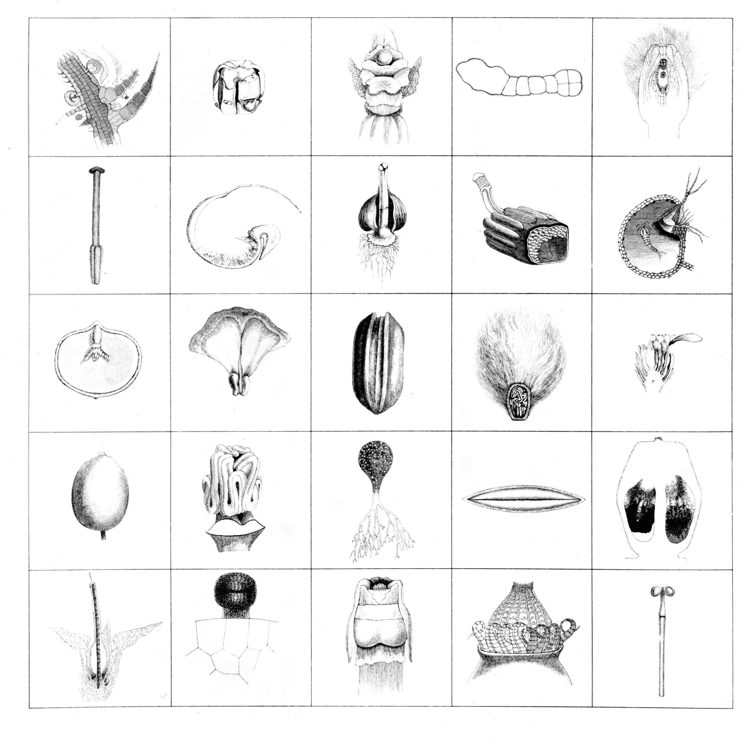 Nach dem Prantl’s Lehrbuch der Botanik von Dr. Ferdinand Pax, ink, 1975, Museum of Art in Łódź