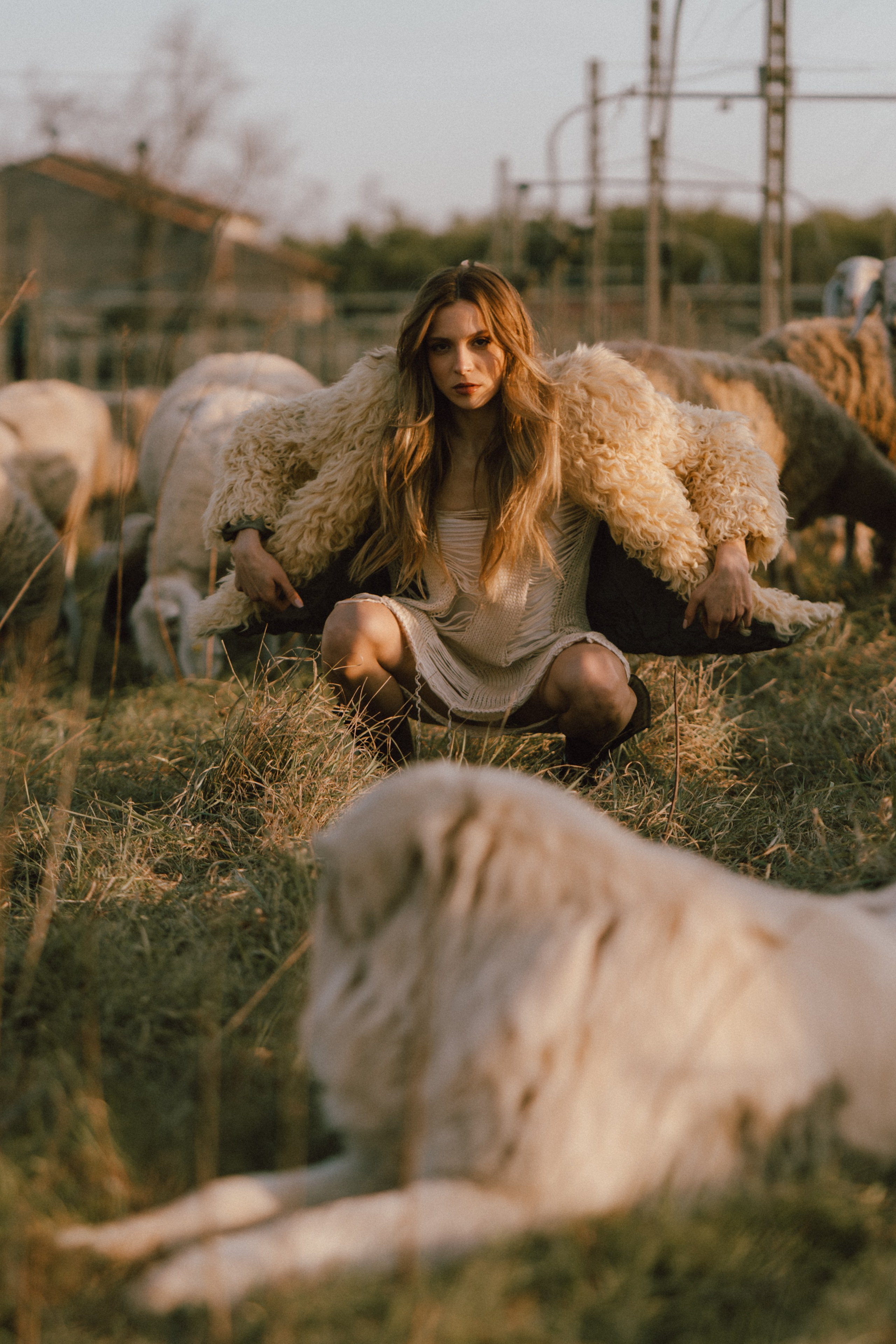 A thousand sheeps. Diana Fedrigo | Fotografa matrimoni in Italia