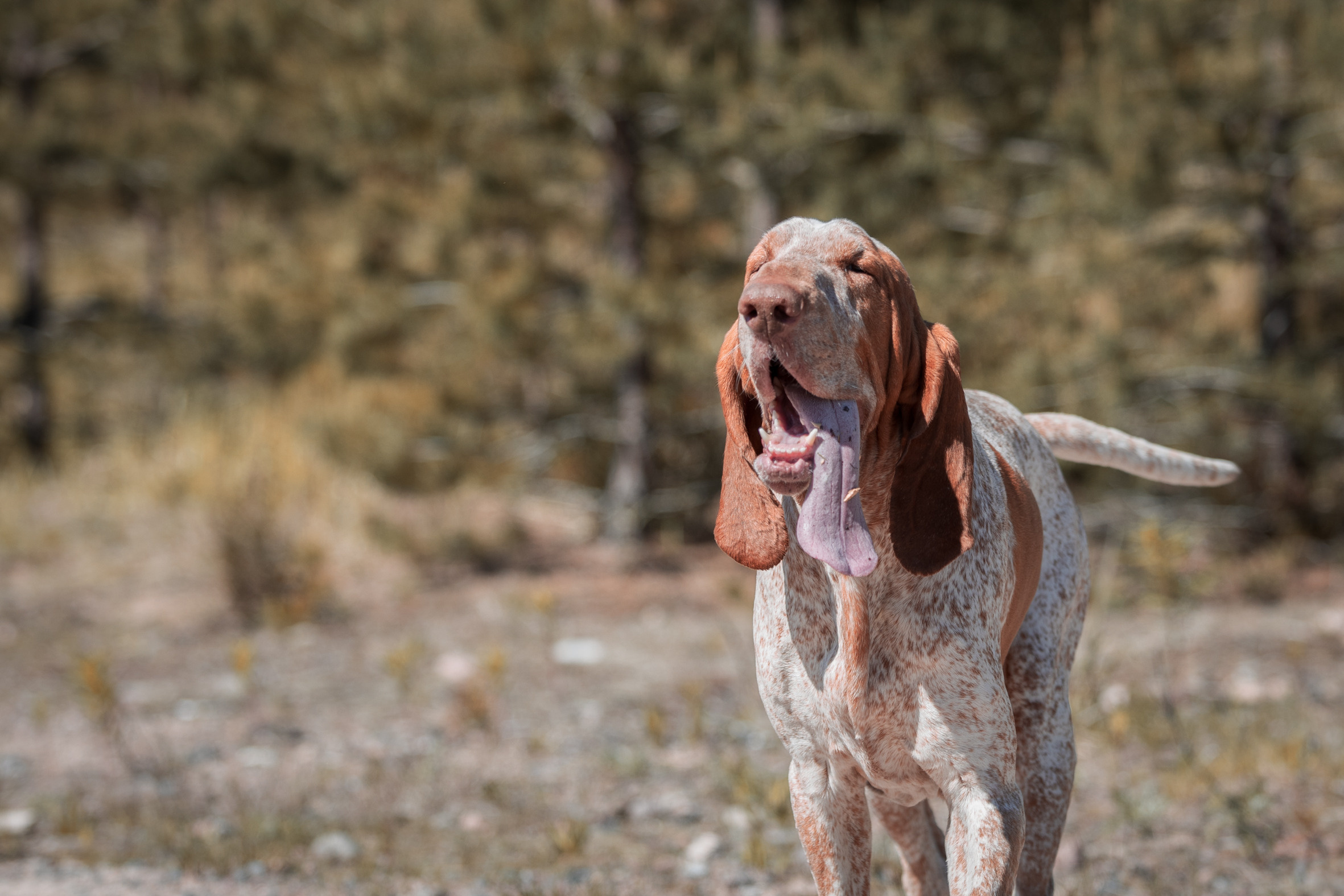 Koirien, kissojen, hevostenkuvaus