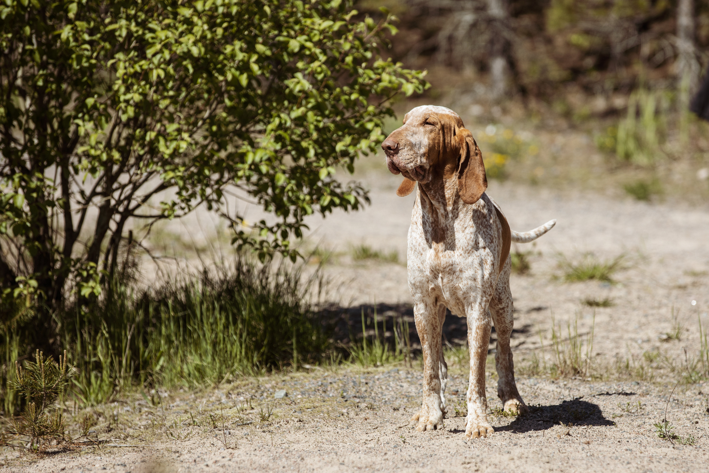 Koirien, kissojen, hevostenkuvaus