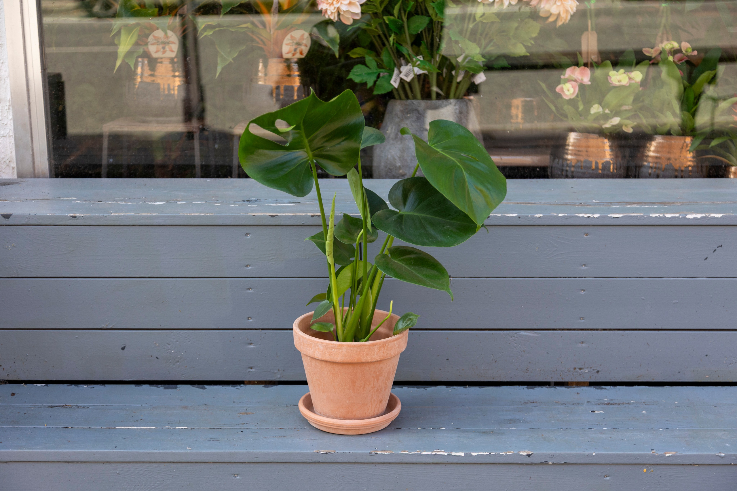 Gavekurve i Aarhus. Akropolis Blomster | Din døgn blomsterbutik i Aarhus