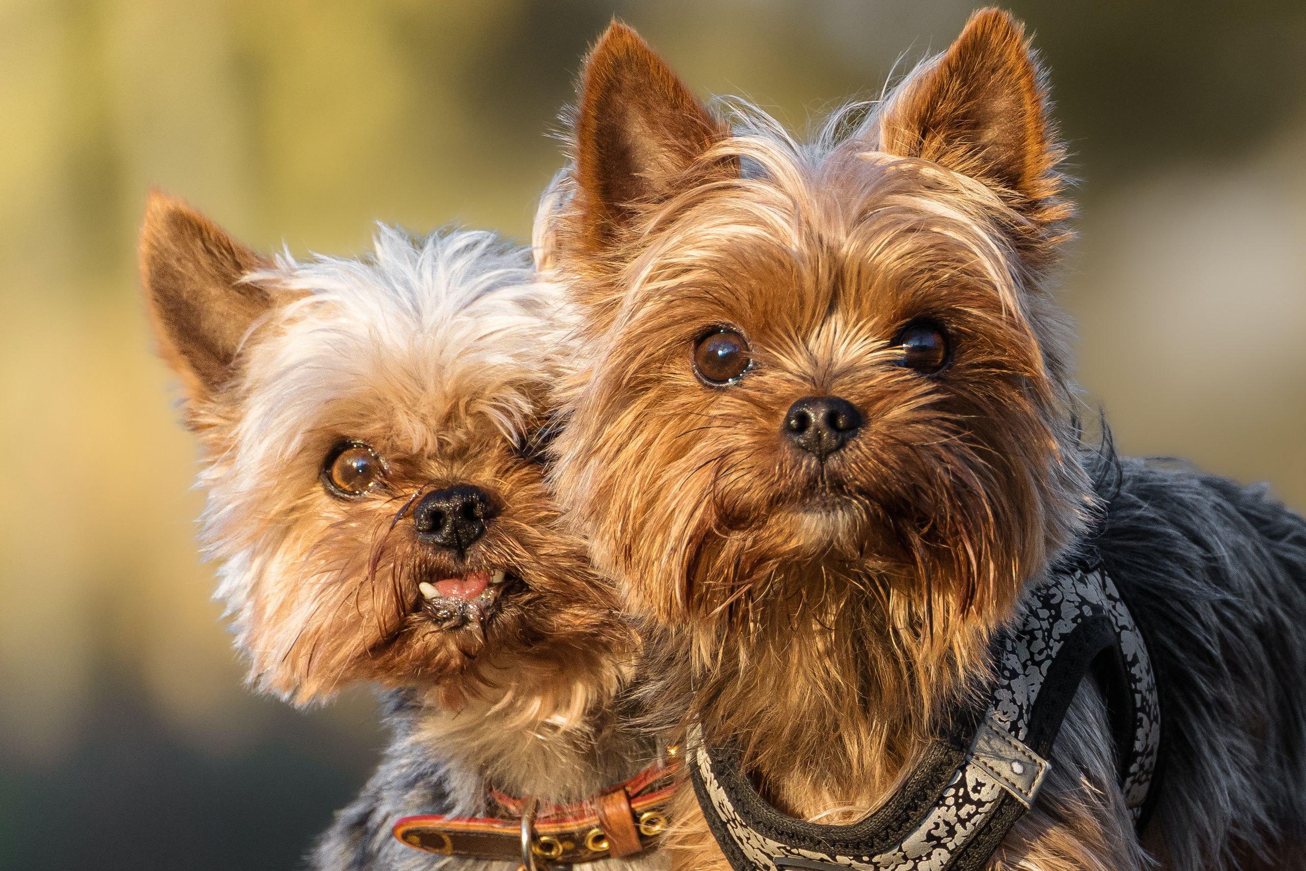 Leistungen. Thorben Ihler - Dein Fotograf aus Emden