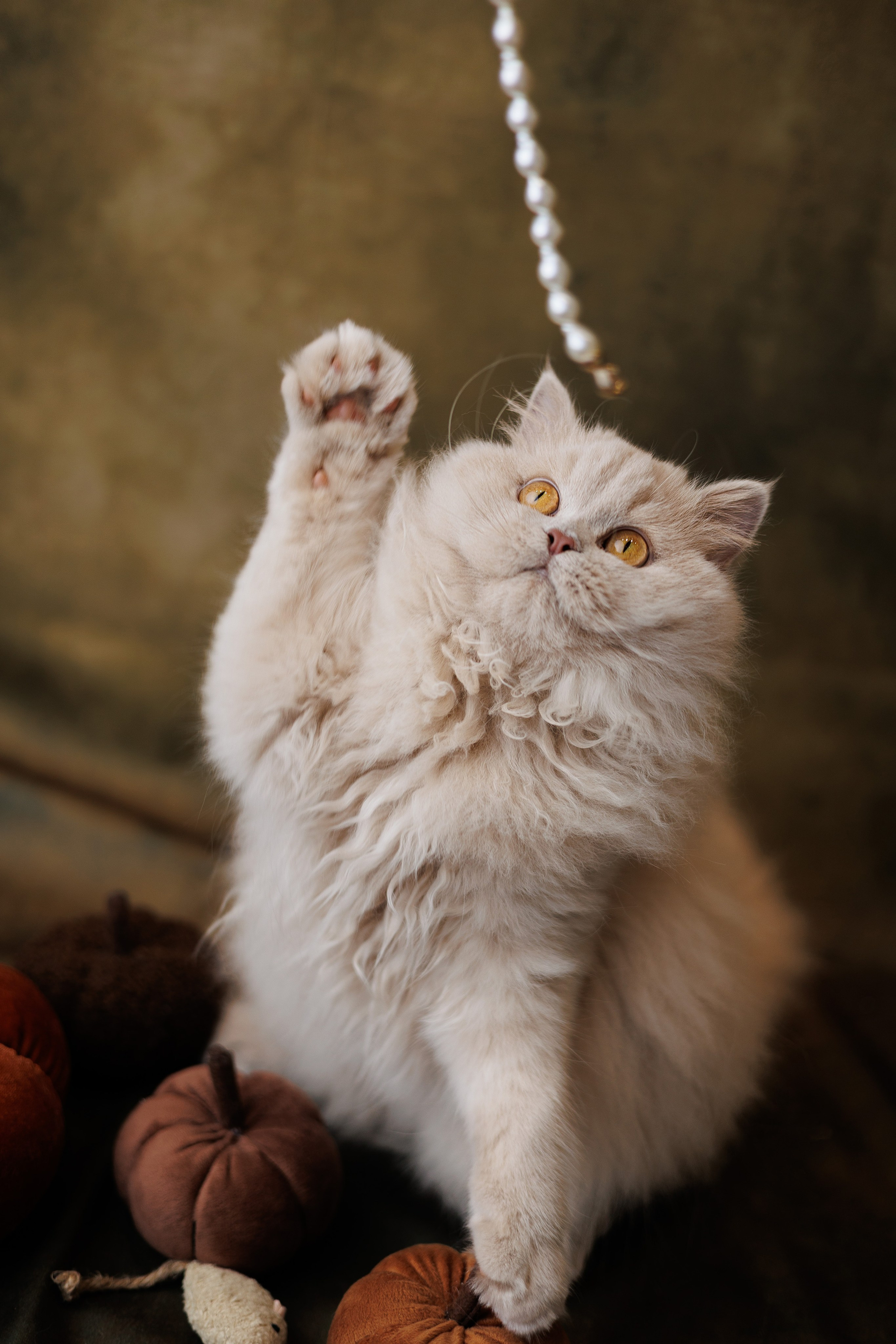 Pet photography. Photography & videography for brands. Individual shooting. Midlands, England