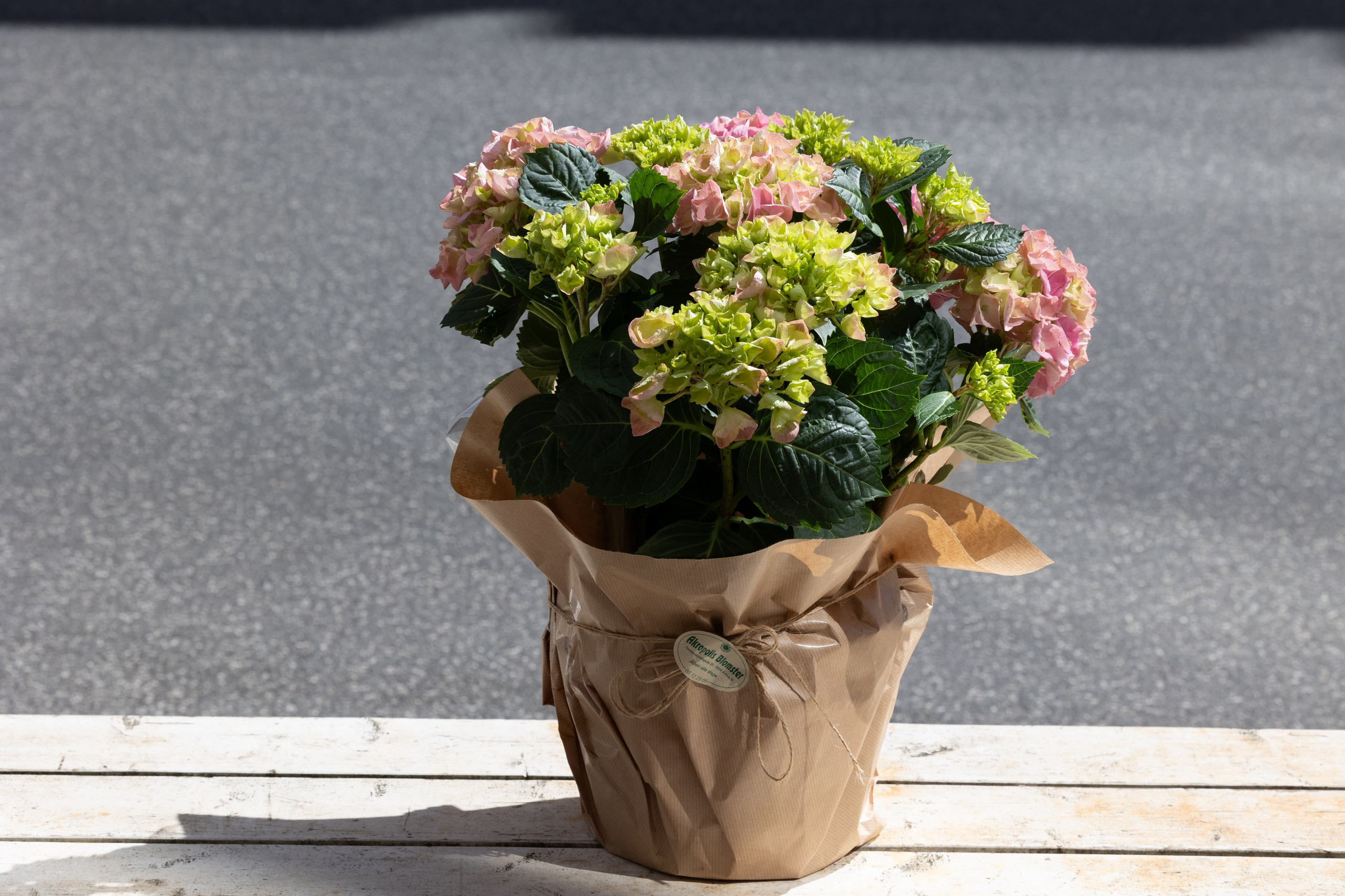 Send en sød hilsen og overrask modtageren med en yndig Hortensia i lyserøde nuancer. Hortensiaen leveres ekskl. potte.