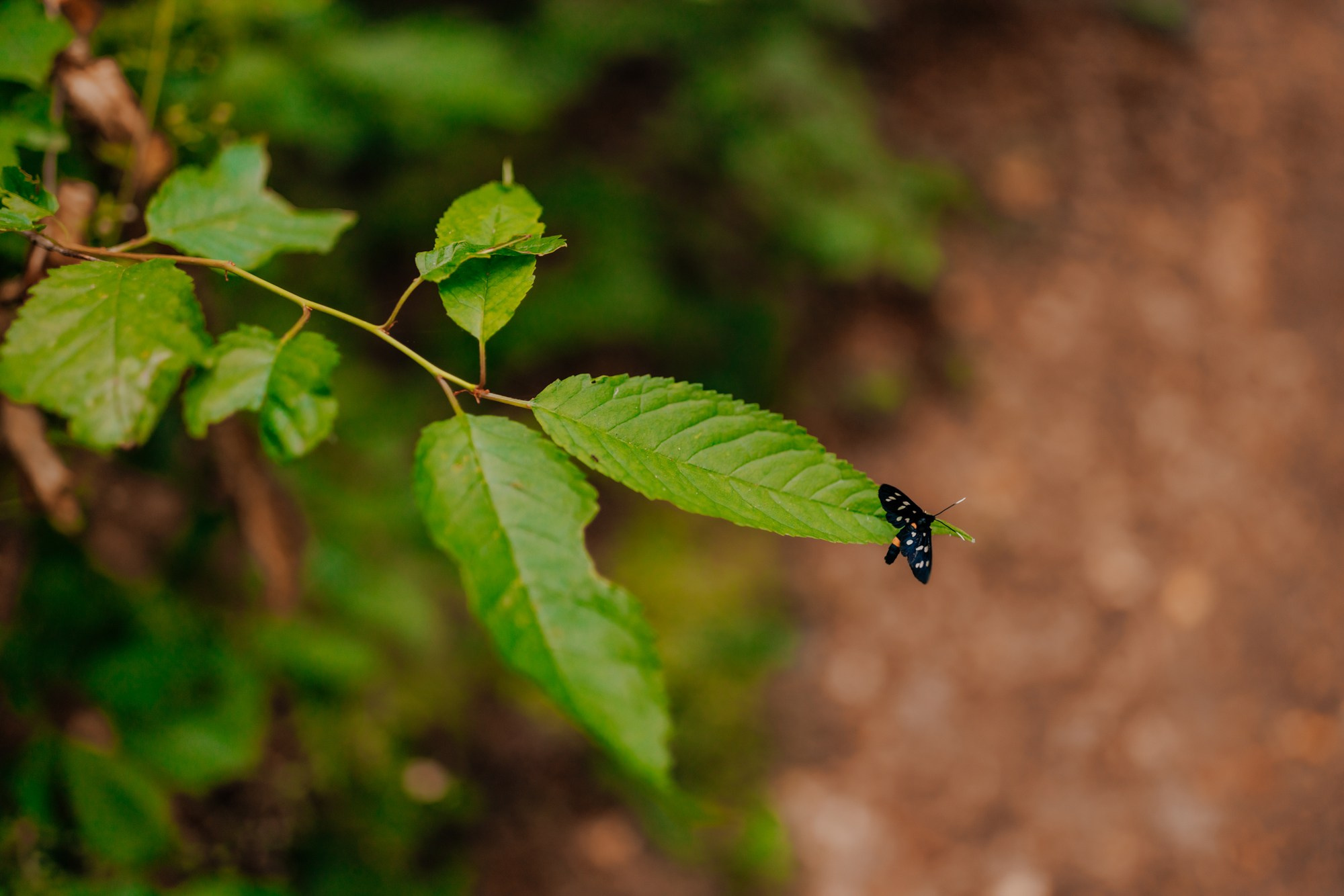 Andrei si Adelina. Fotograf și videograf de nuntă R. Moldova, Romania