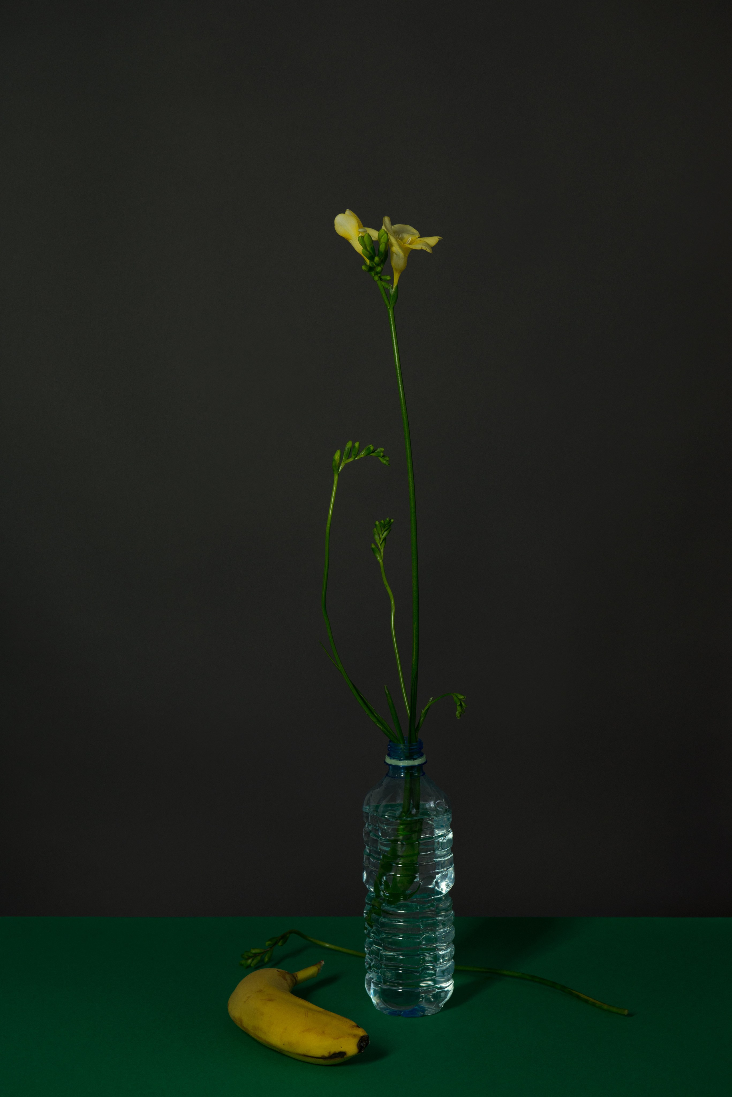 Narcissists 2017. Photographe de produits et natures mortes à Paris