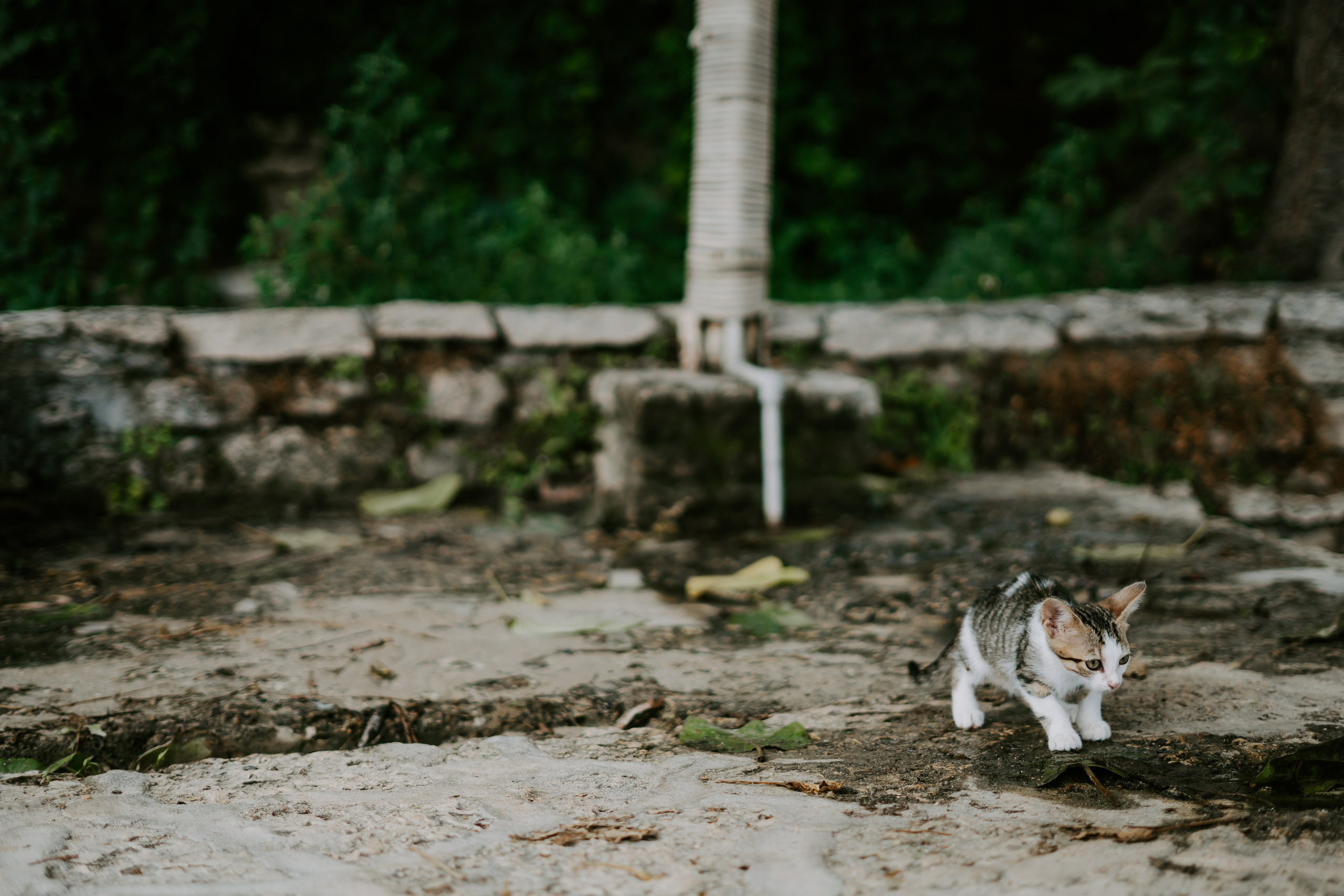Alexandra & Felix - Love in Tyulenovo. Sebastian Purusniuc Fotograf - Iasi